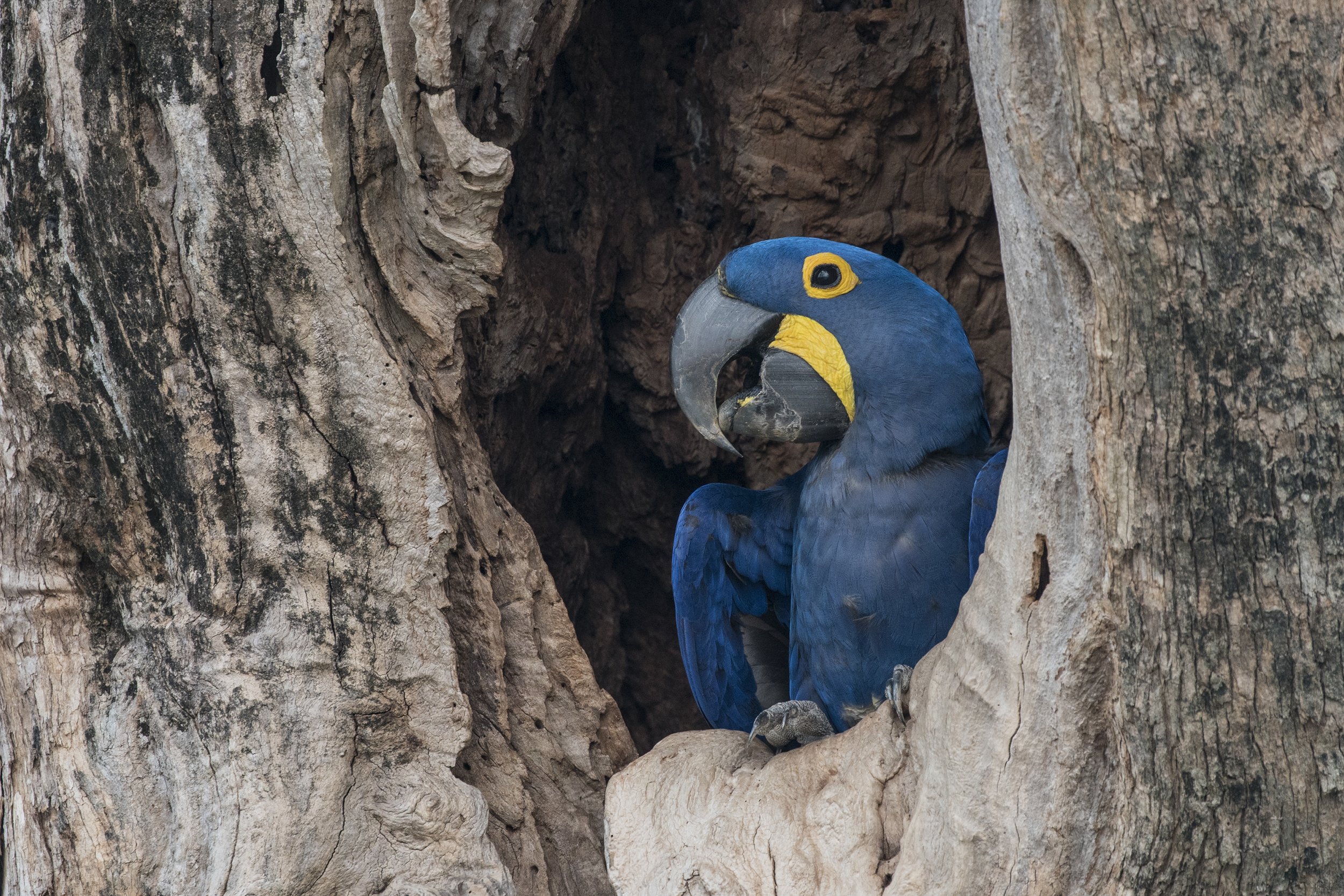 Hyacinth Macaw