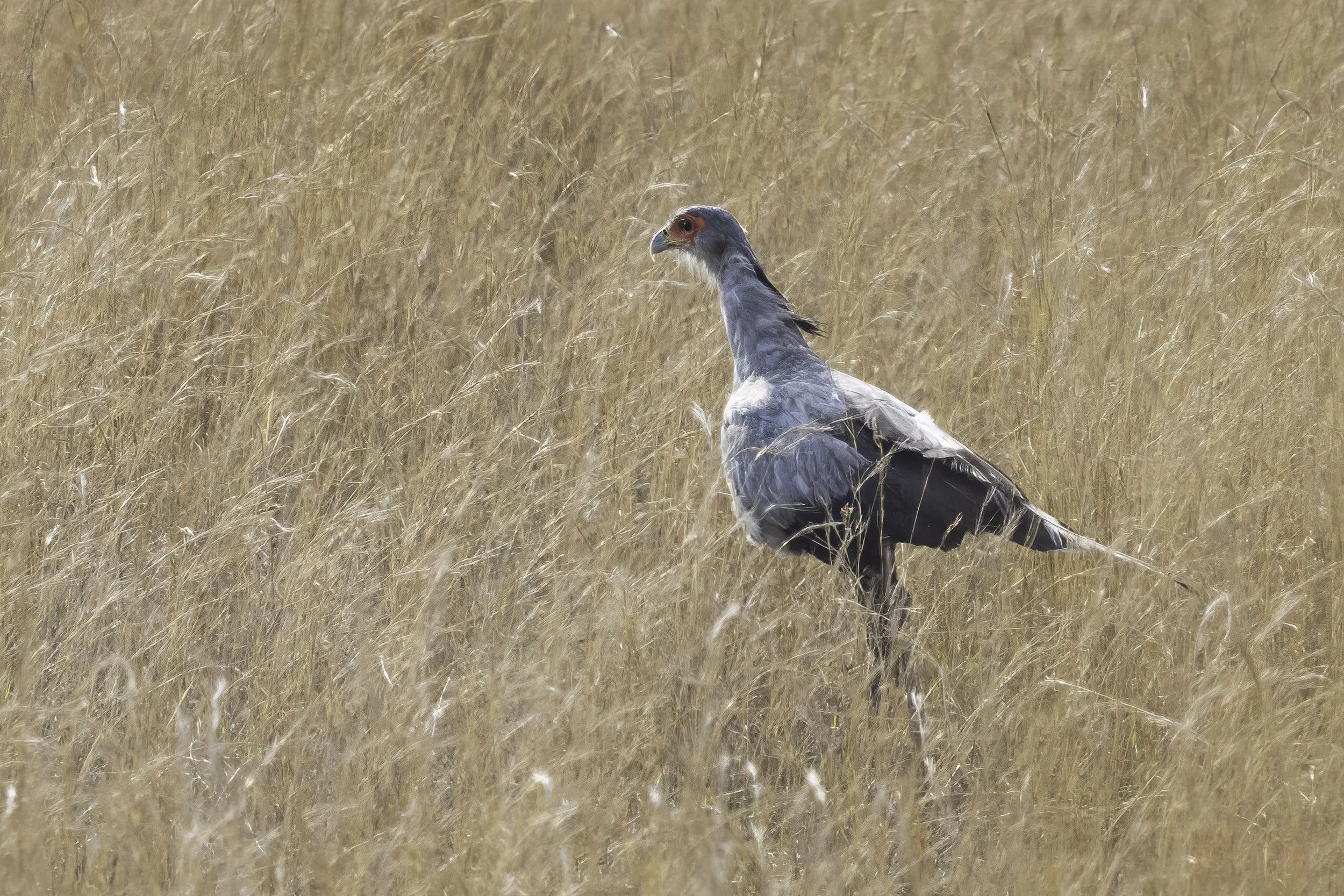 Secretarybird