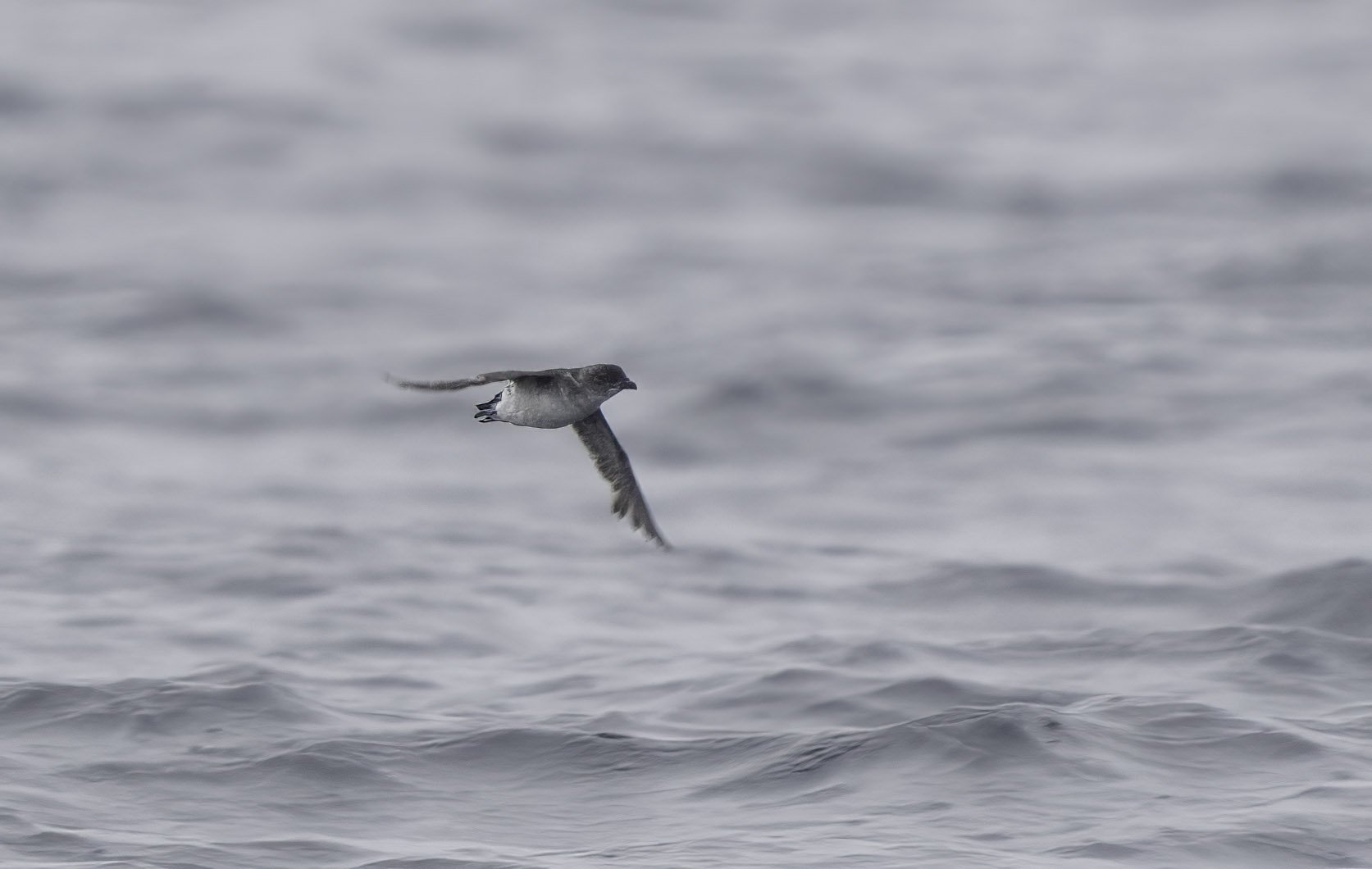 Common Diving Petrel