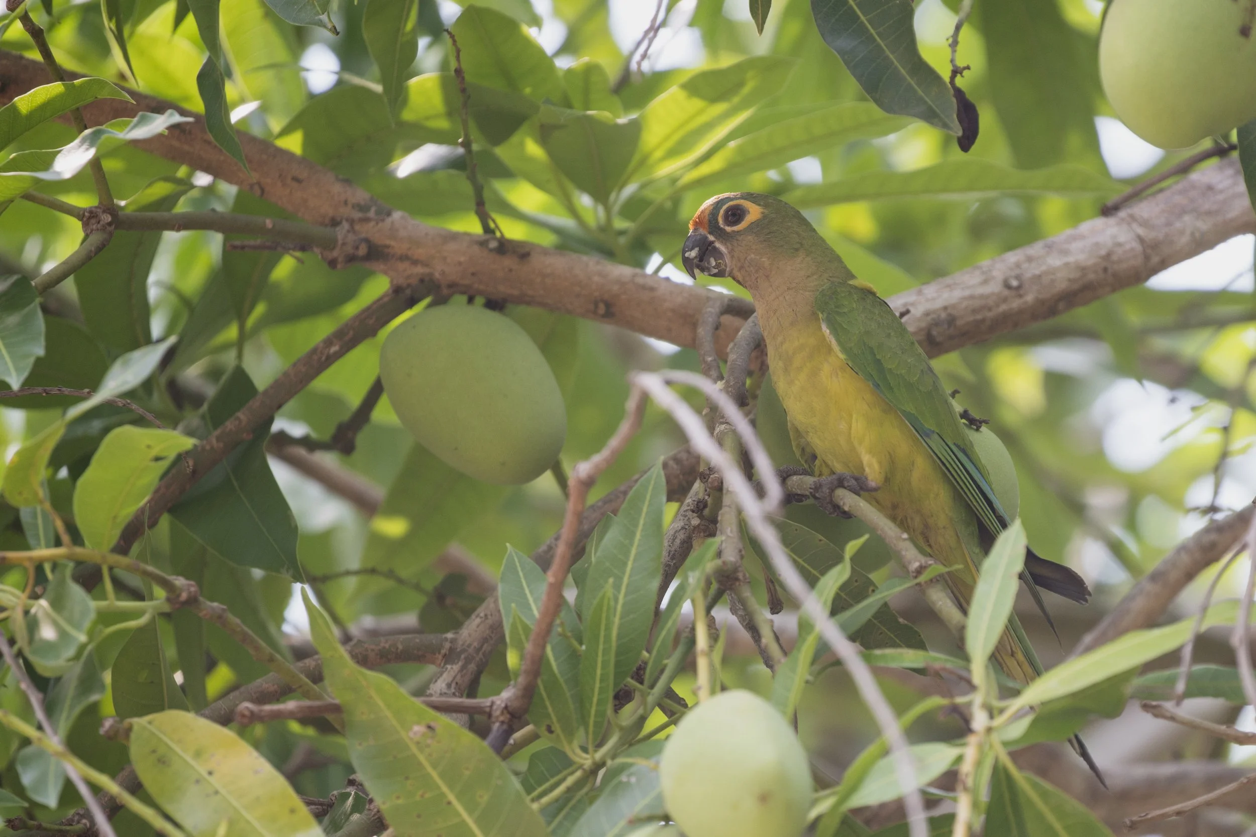 Peach Fronted Parakeet