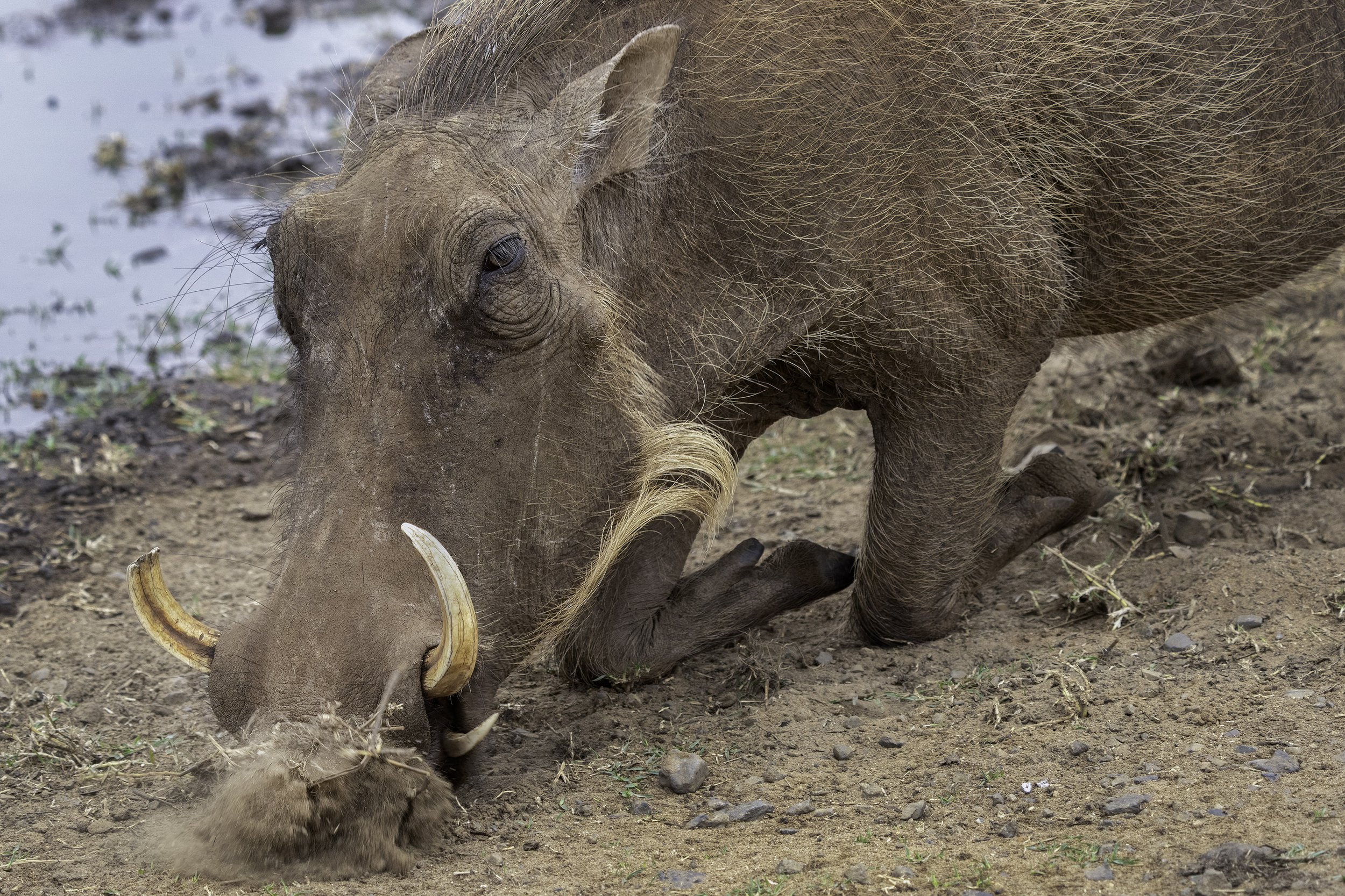 Warthog