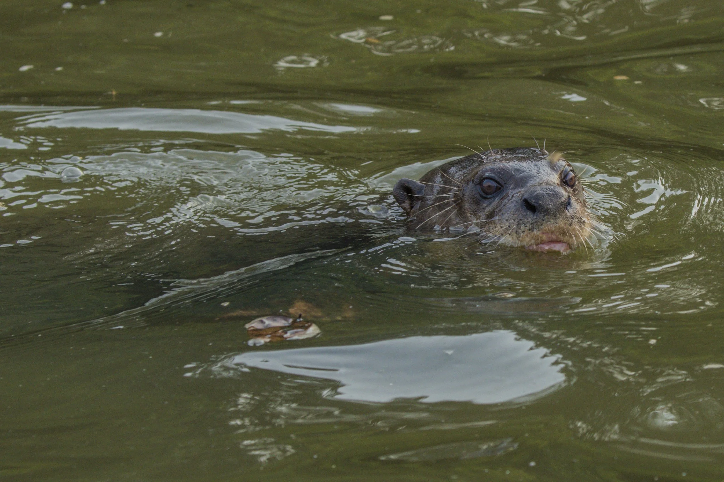 Giant River Otter, Brazil