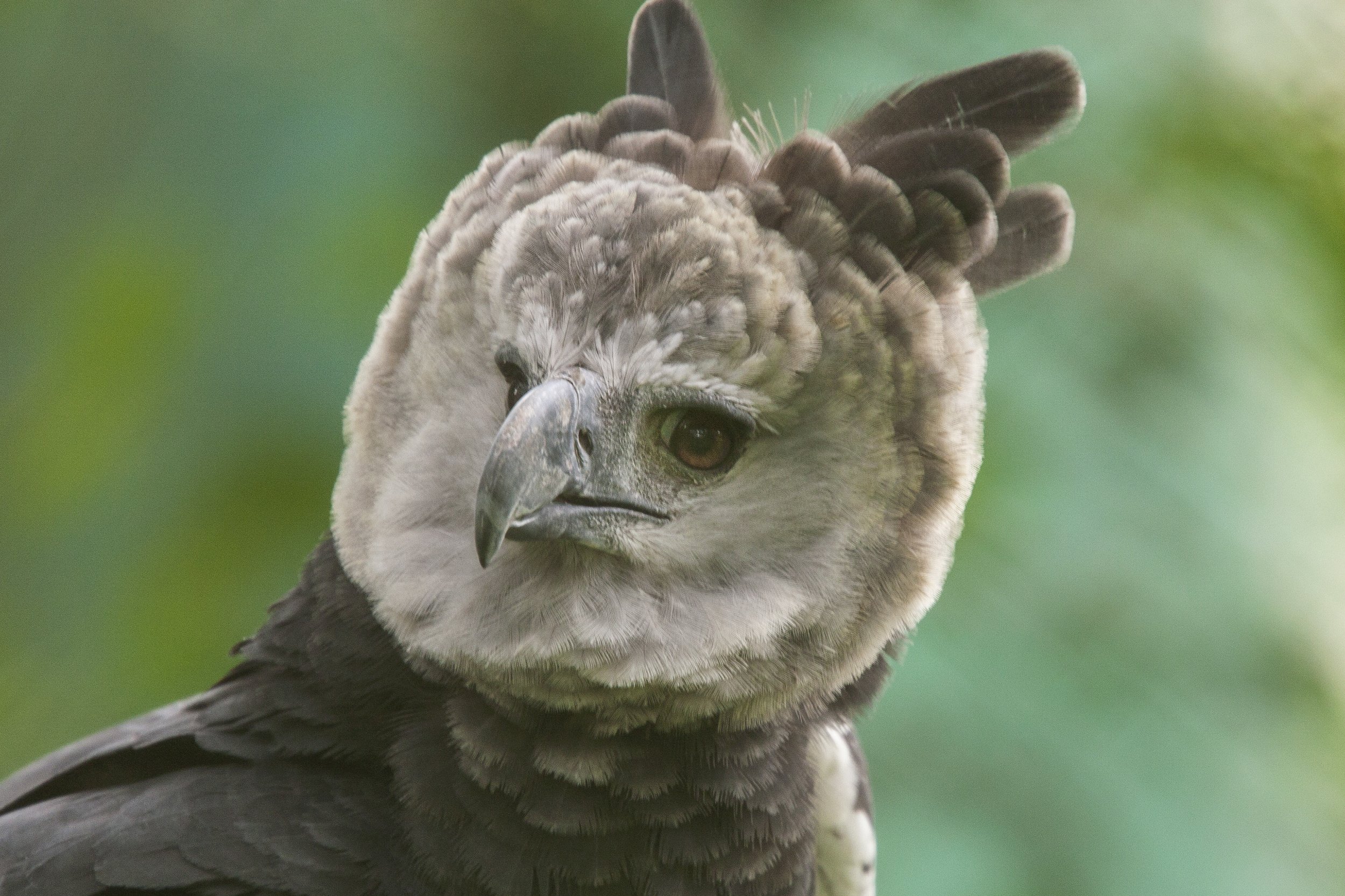 Harpy Eagle (Captive)