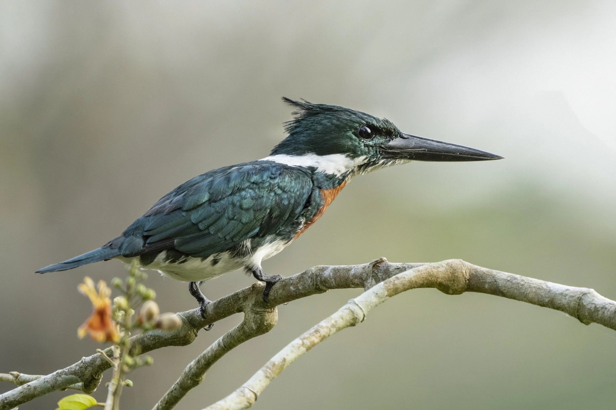 Ringed Kingfisher