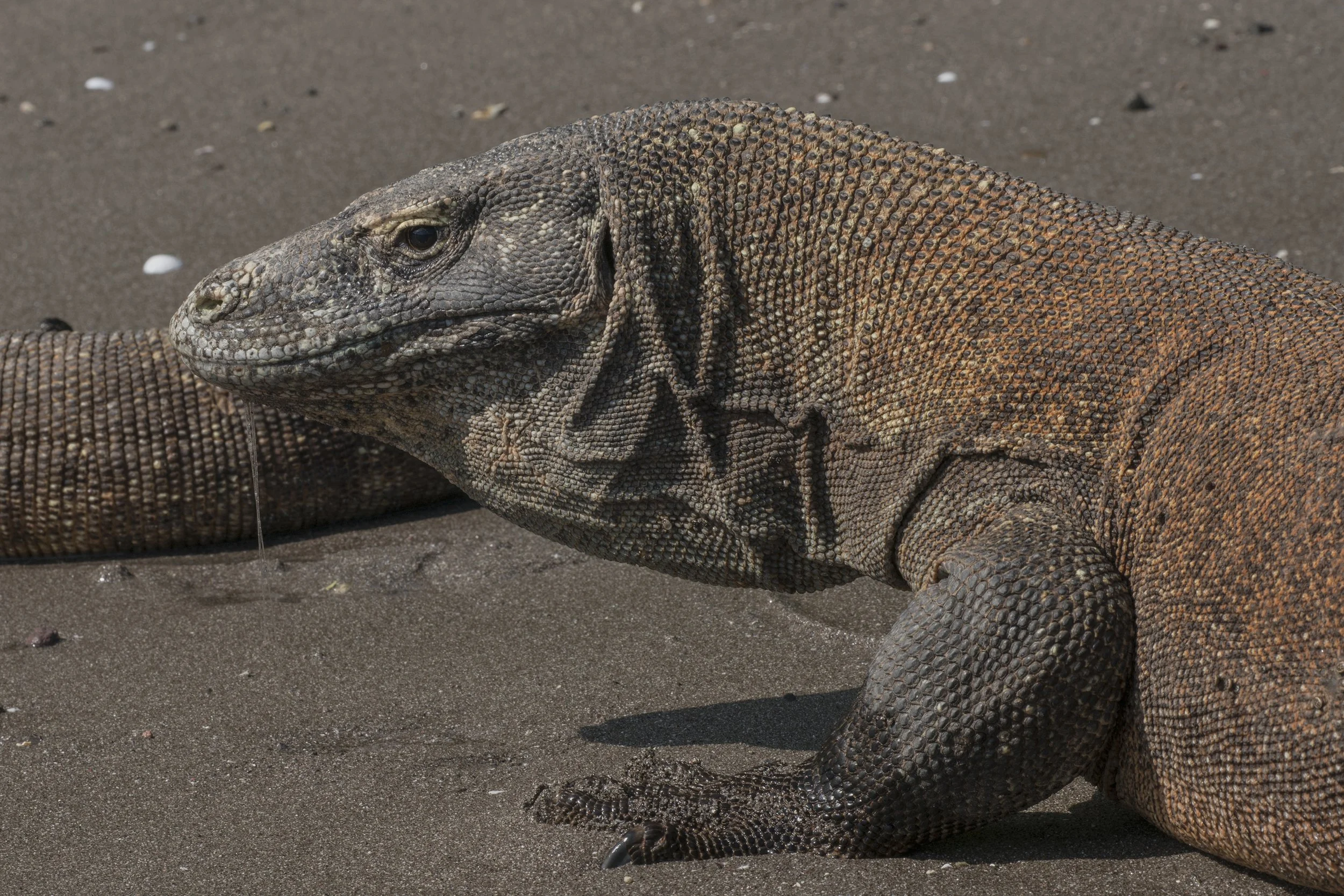 Komodo Dragon, Indonesia