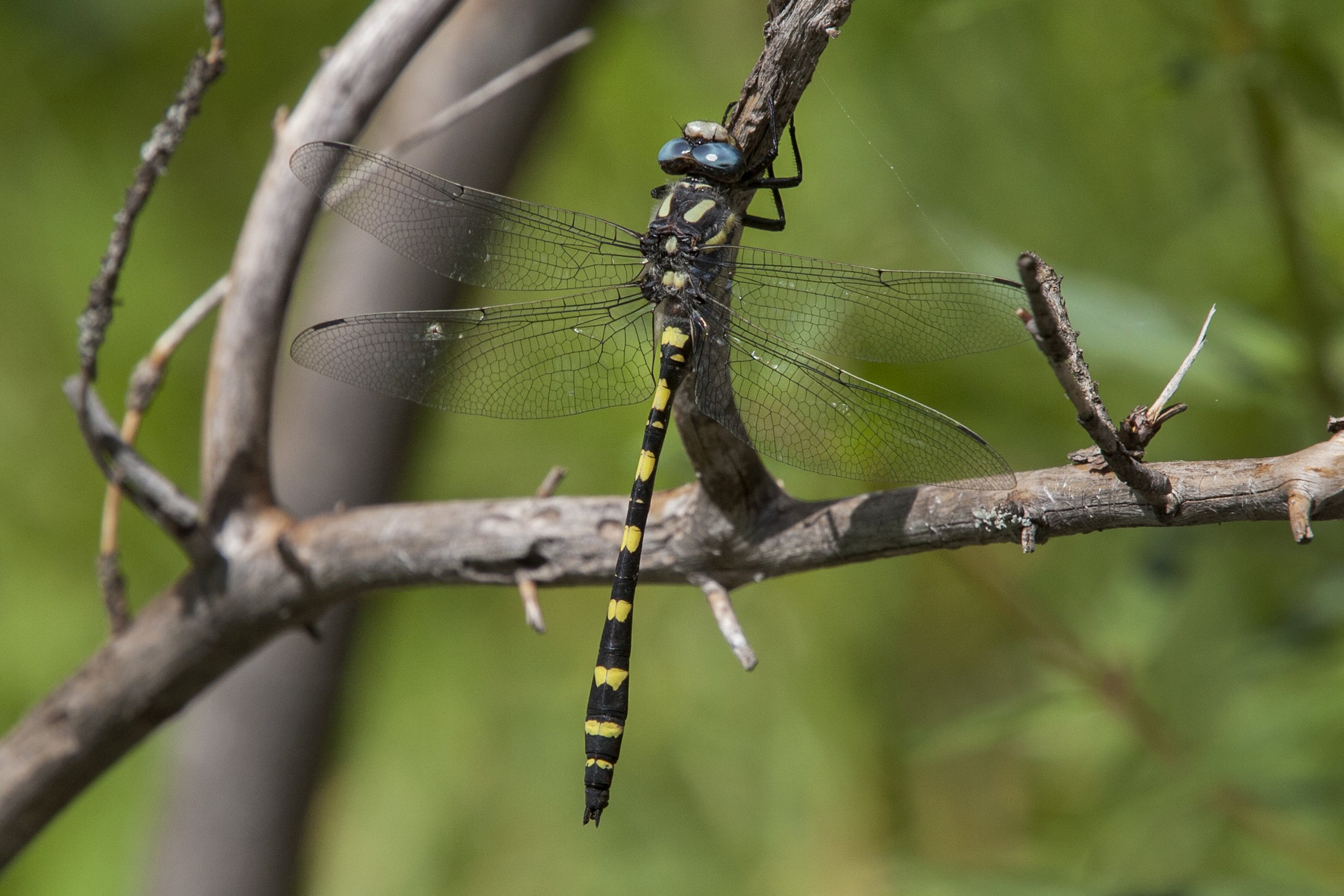 Pacific Spiketail (Cordulegaster dorsalis)_MG_3978.jpg