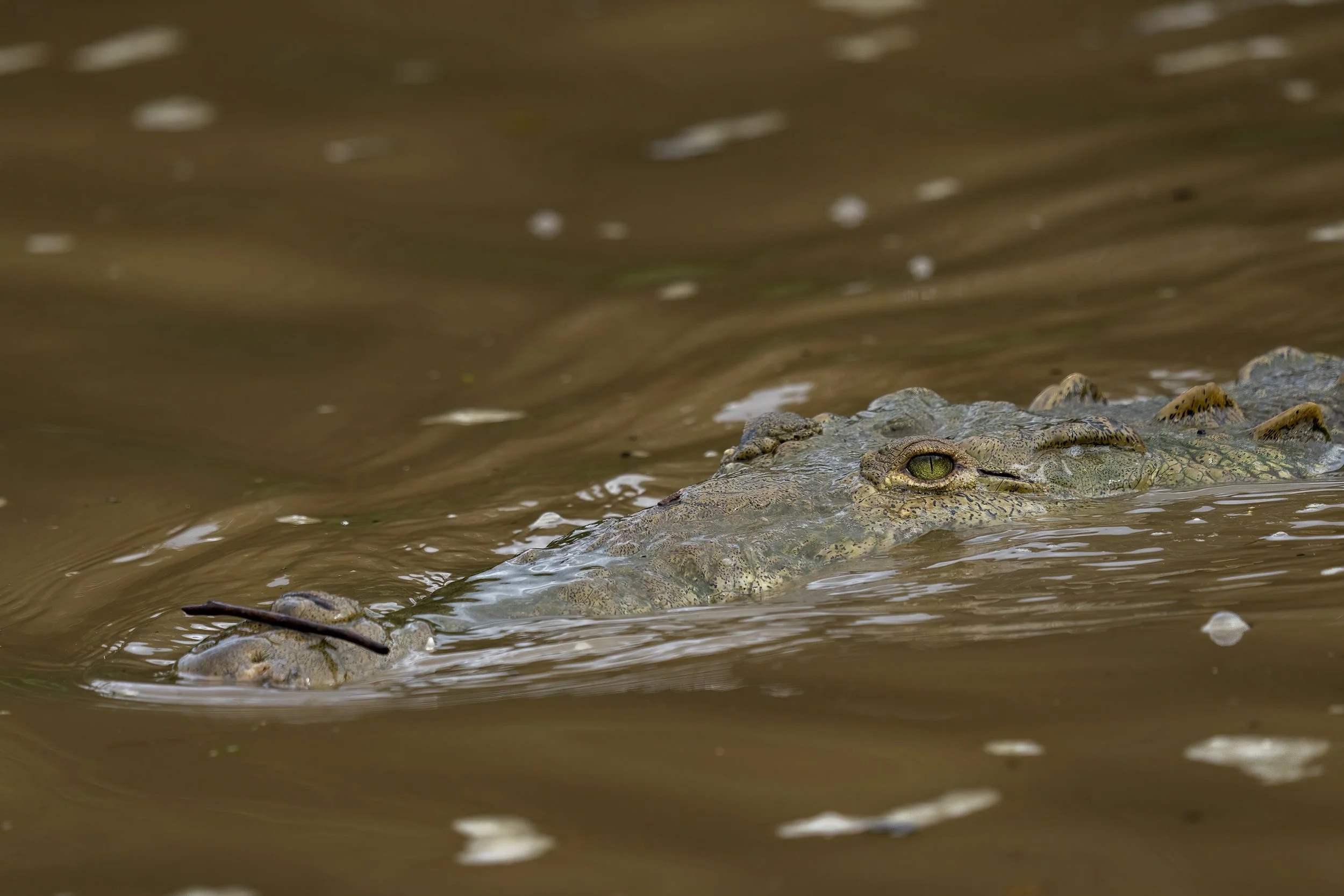 Crocodile