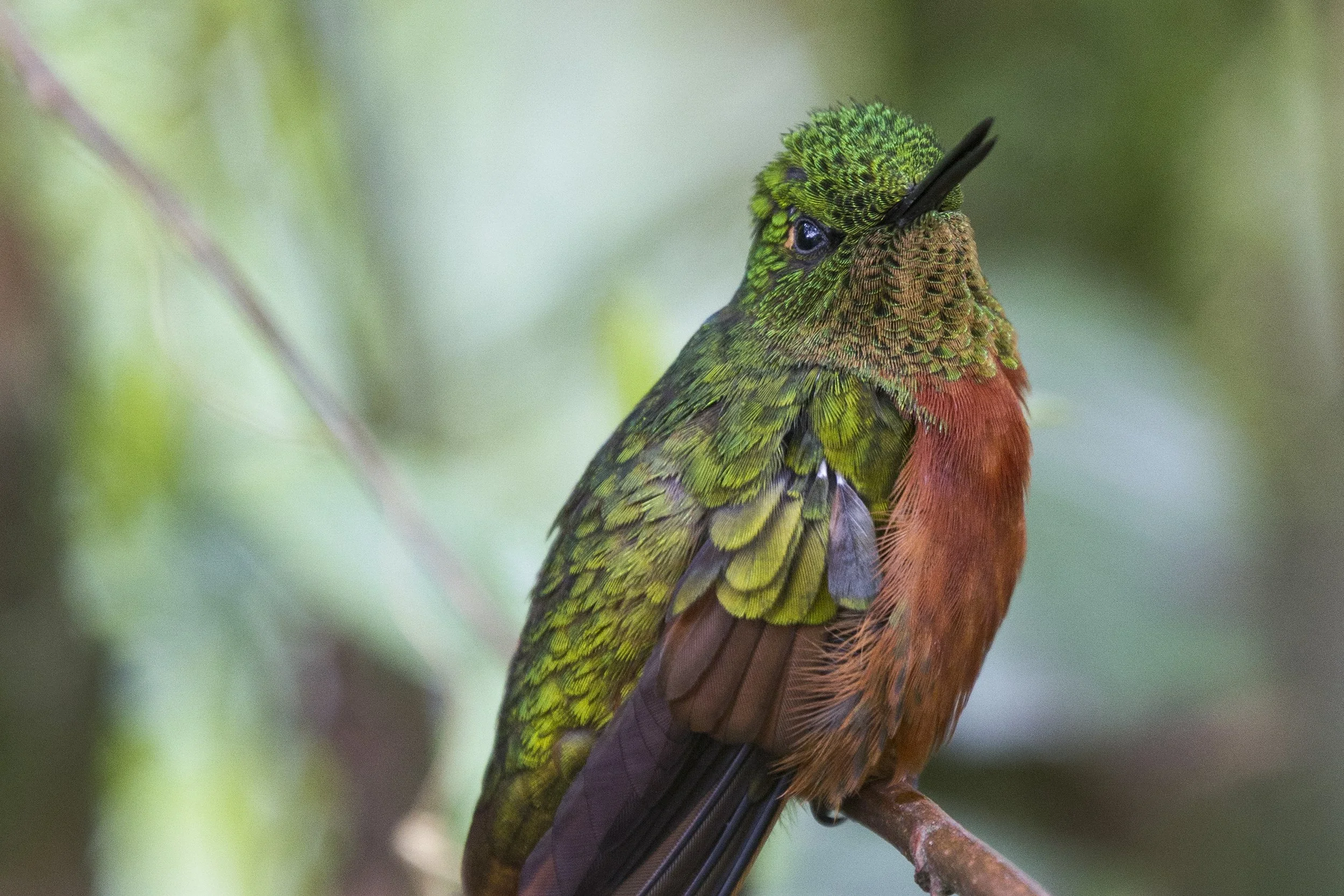 Chestnut Breasted Coronet