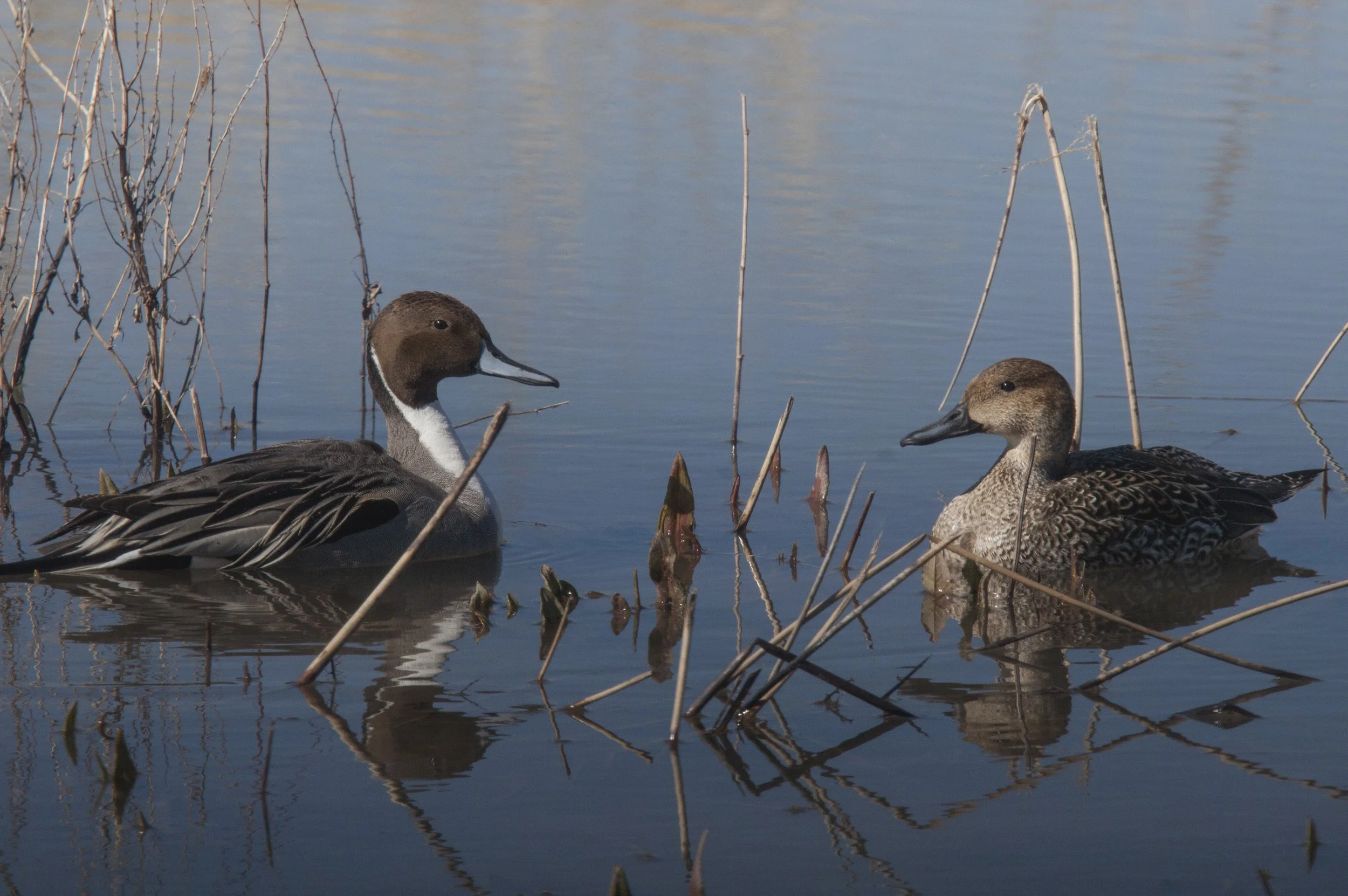 Pintail