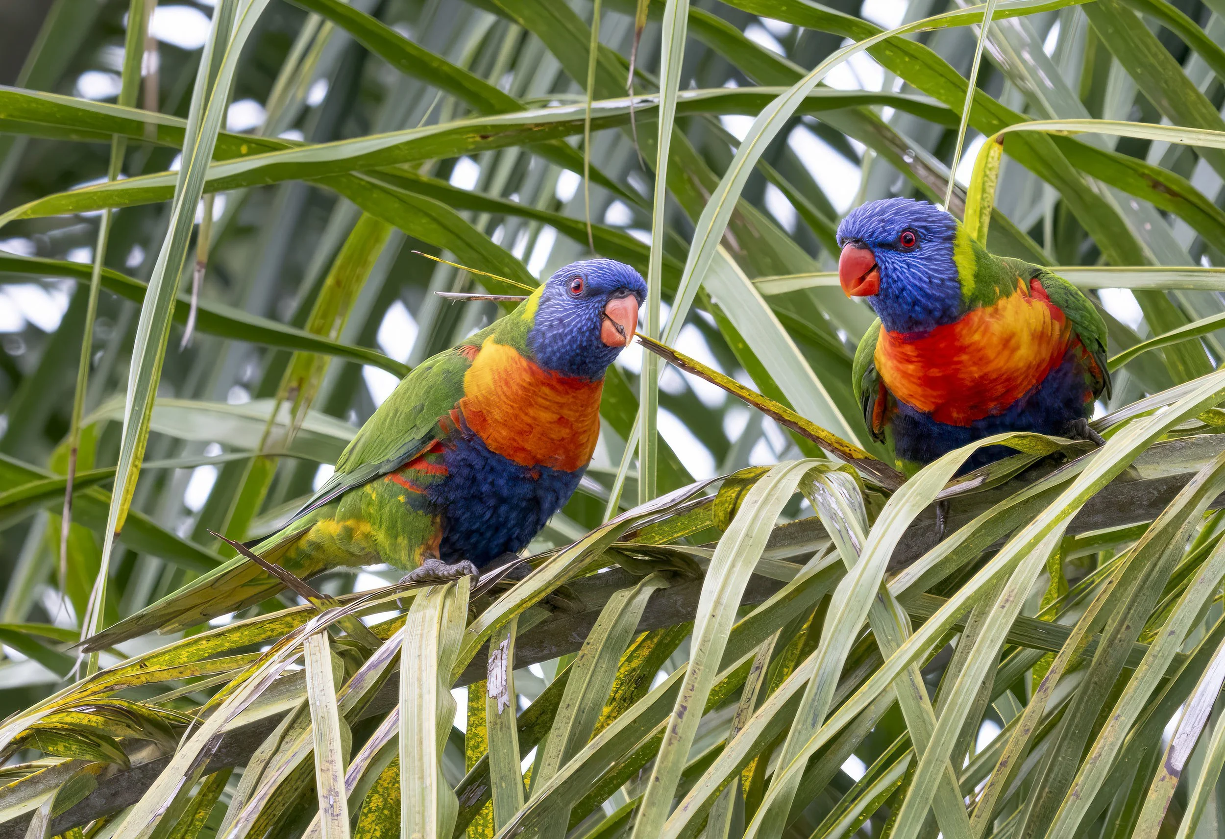 Rainbow Lorikeet