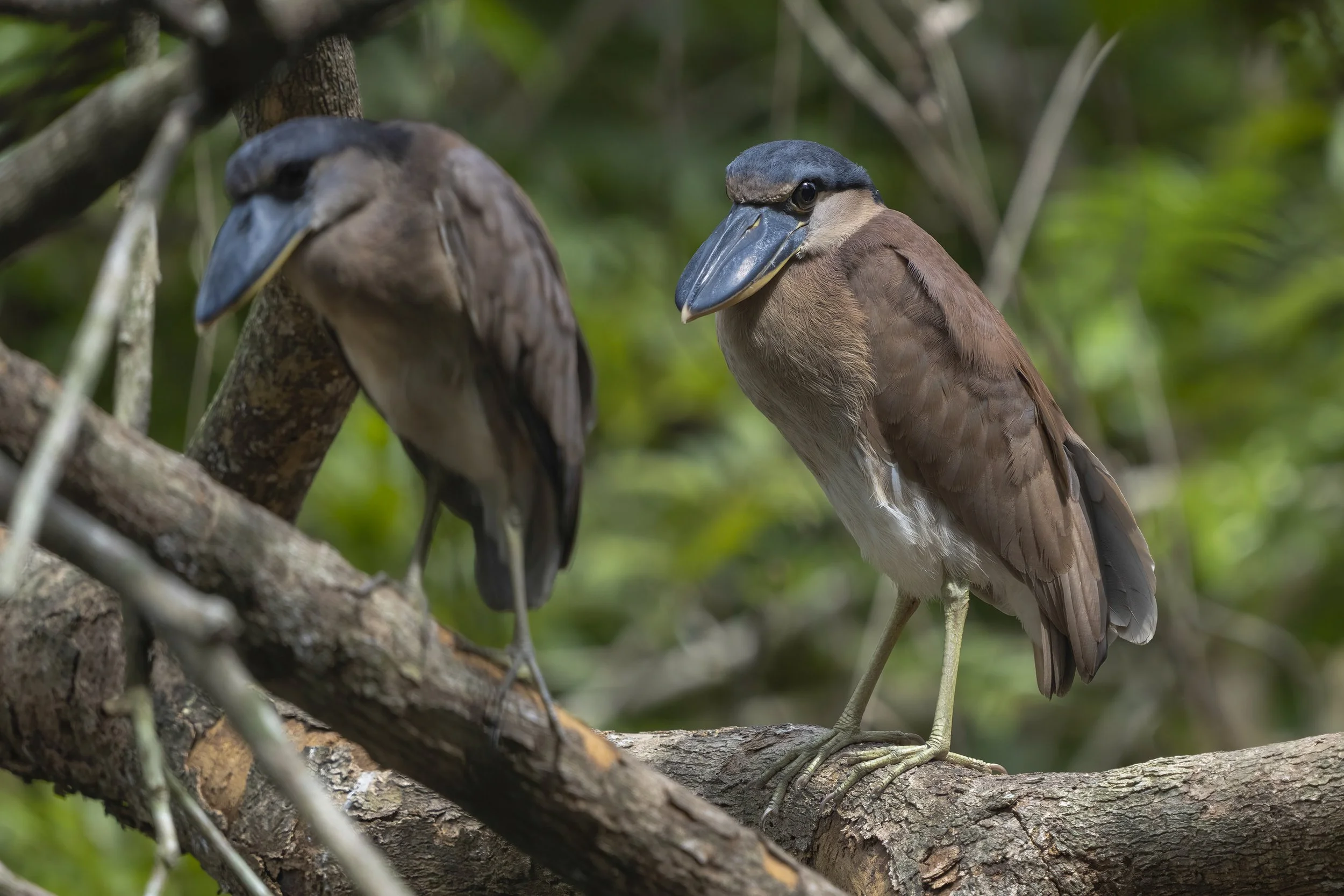 Boat Billed Heron