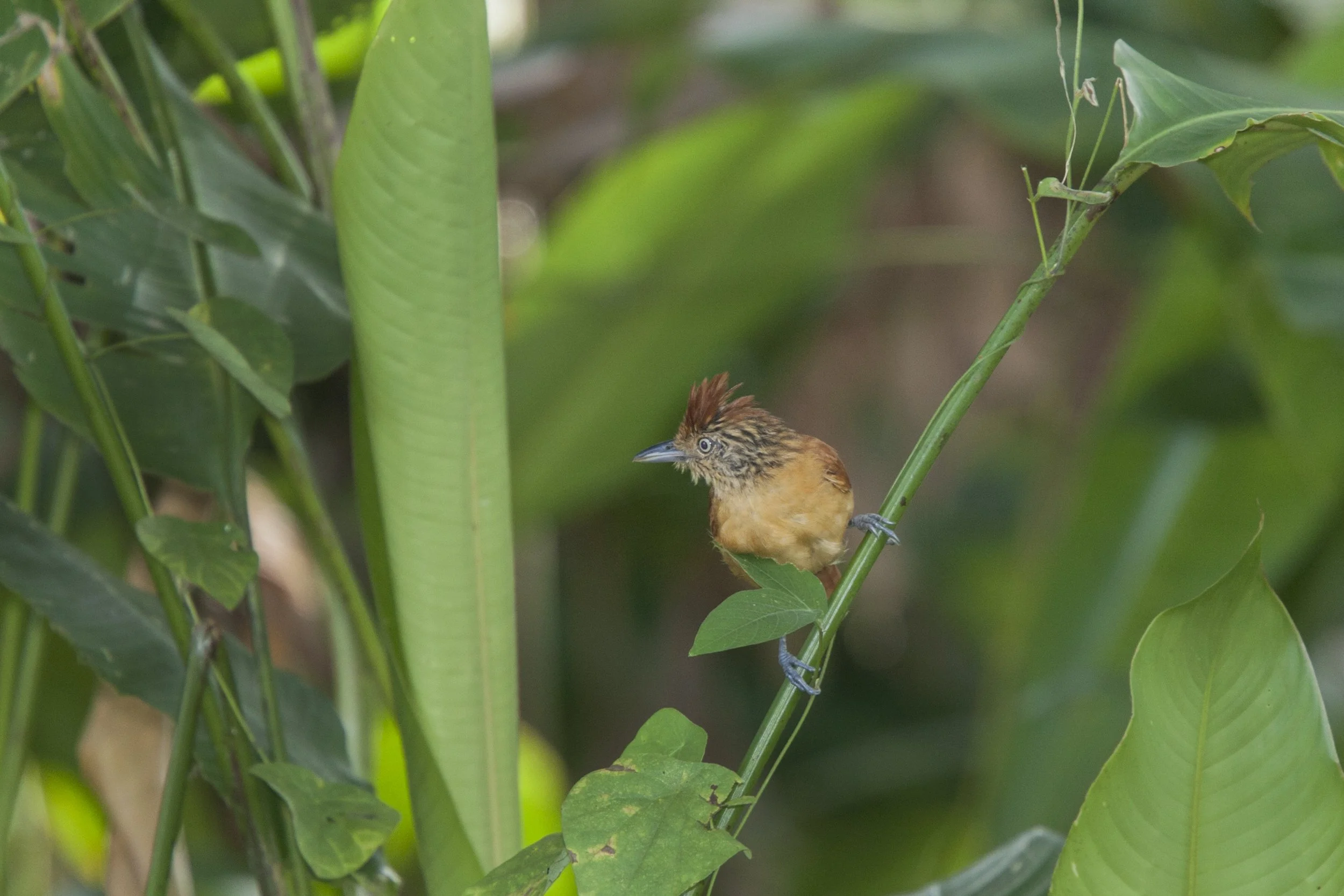Barred Antshrike