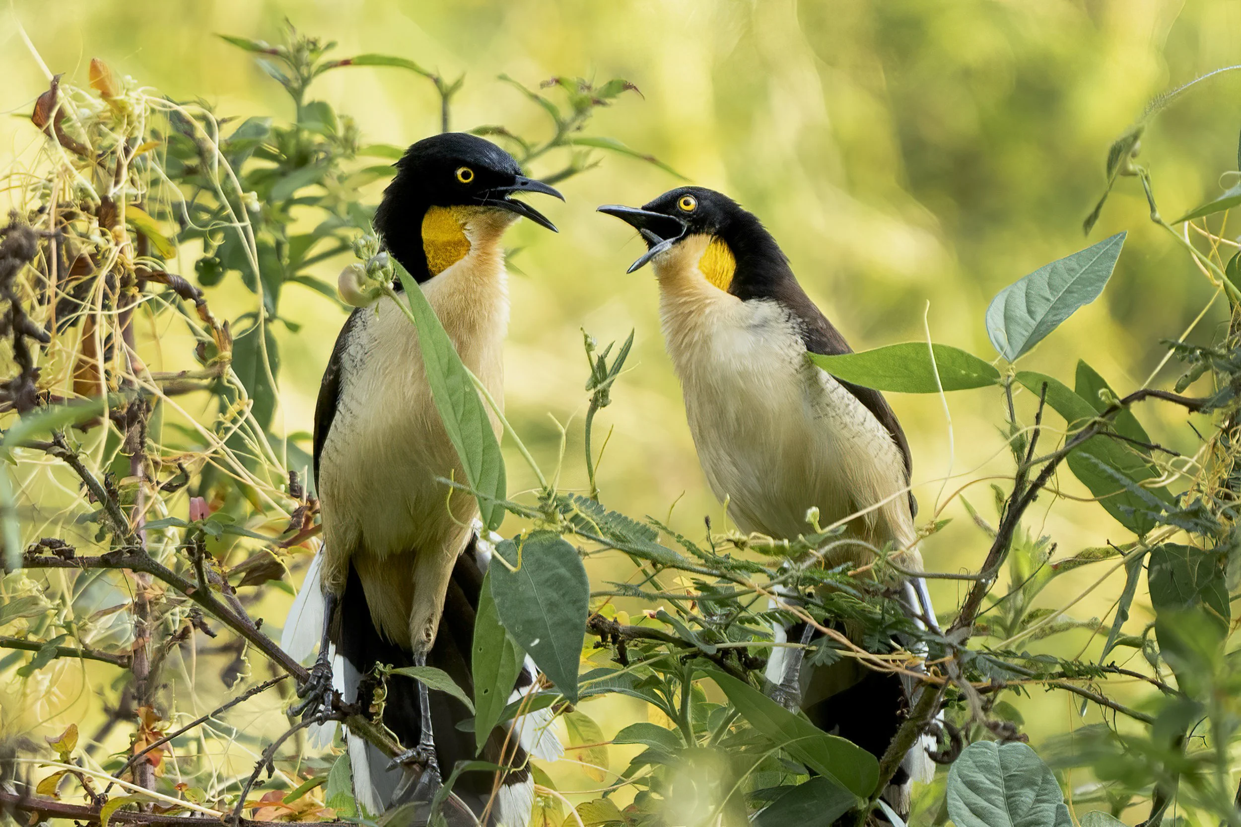 Black Capped Donacobius