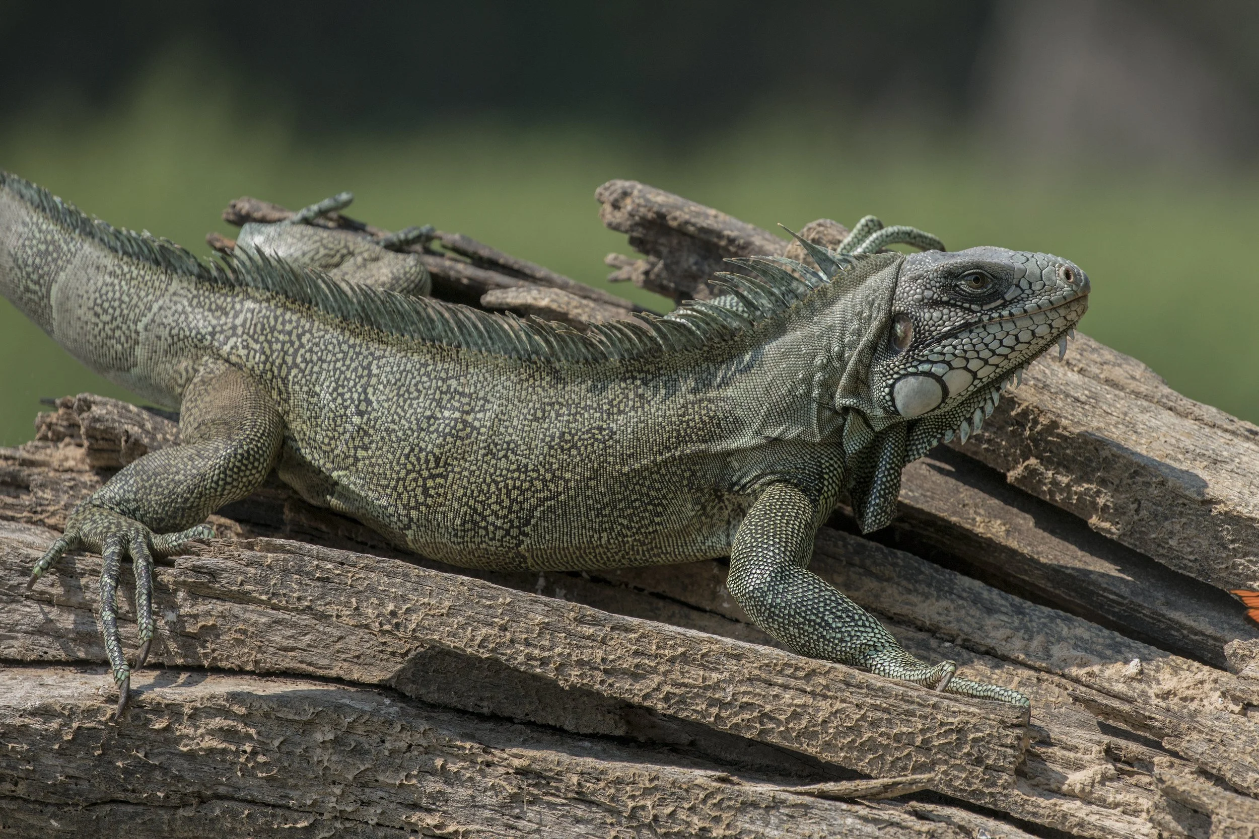 Iguana, Brazil