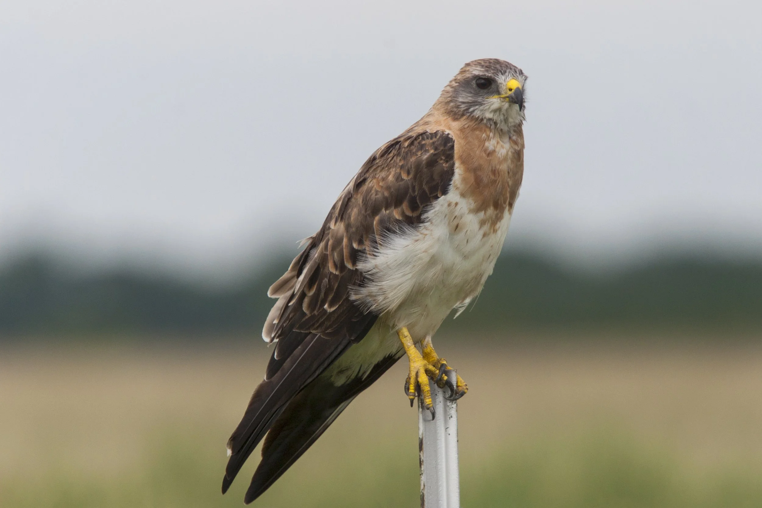 Swainsons Hawk