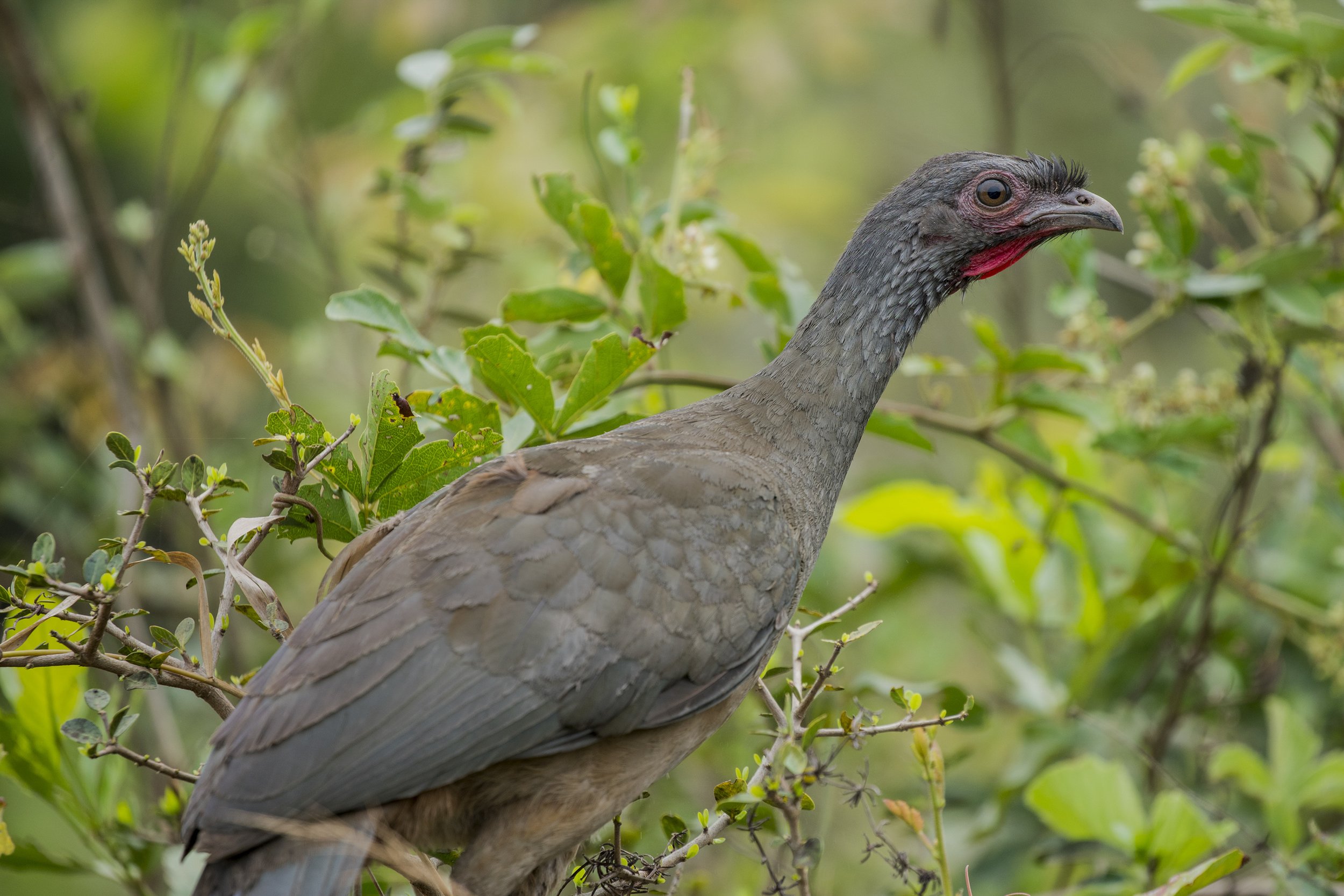 Chaco Chachalaca