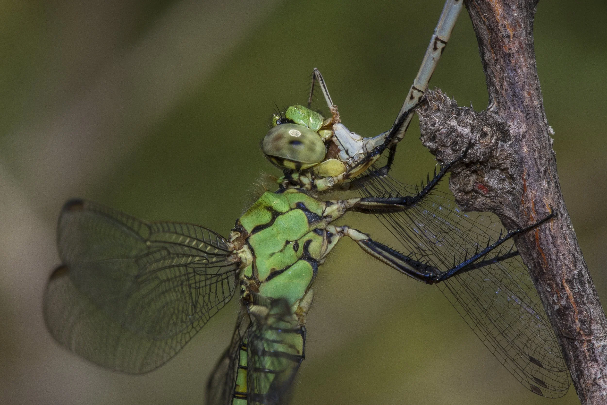 Eastern pondhawk (Erythemis simplicicollis)_IMG_3224.jpg