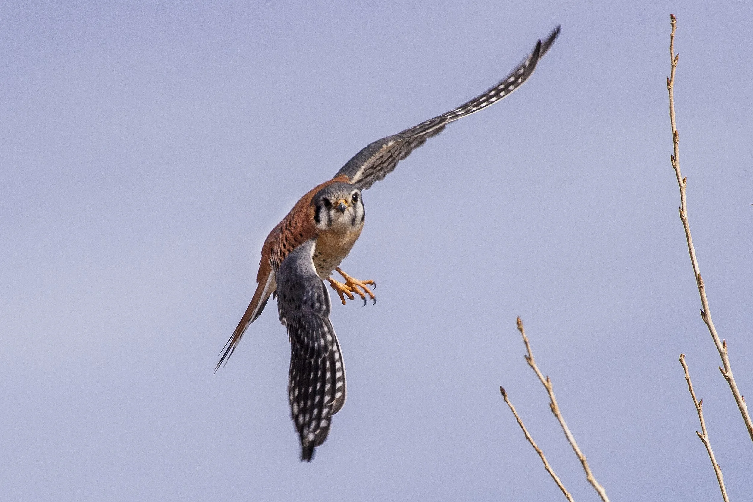 American Kestrel
