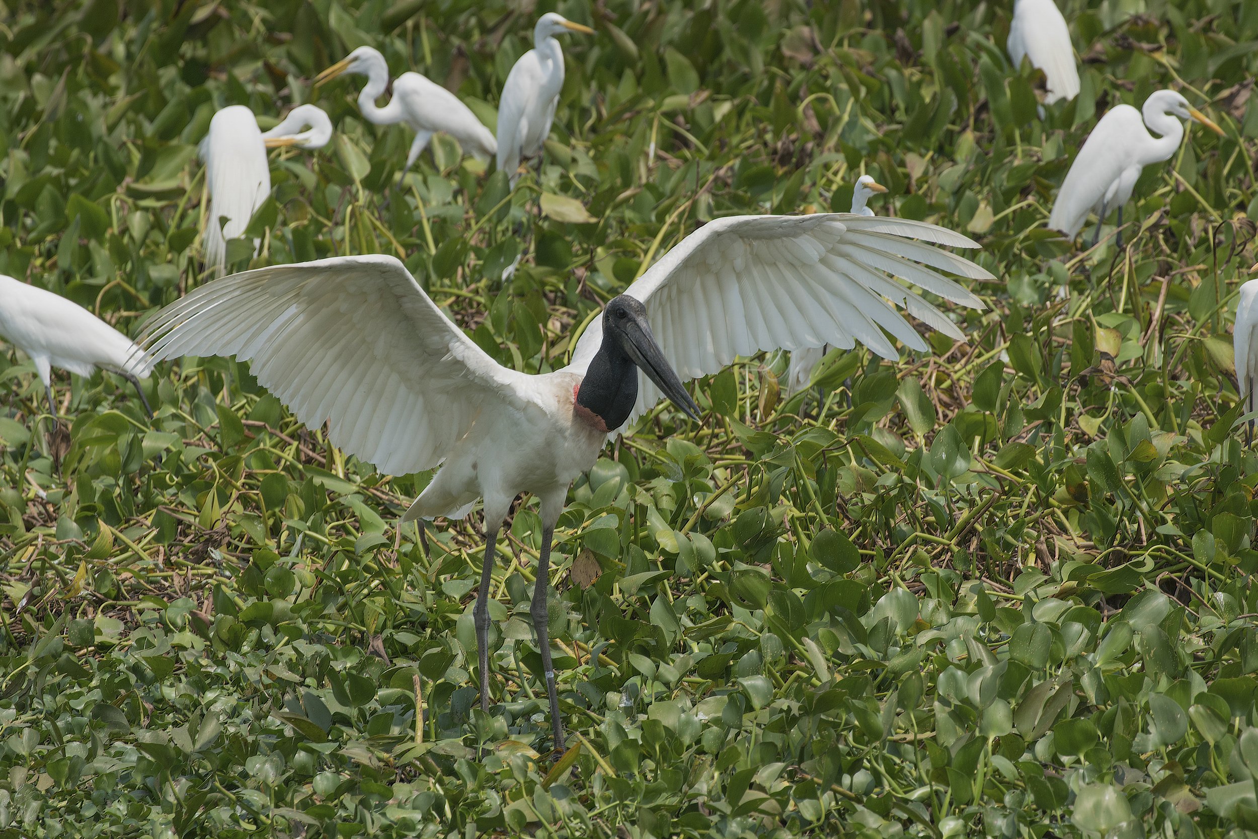 Jabiru