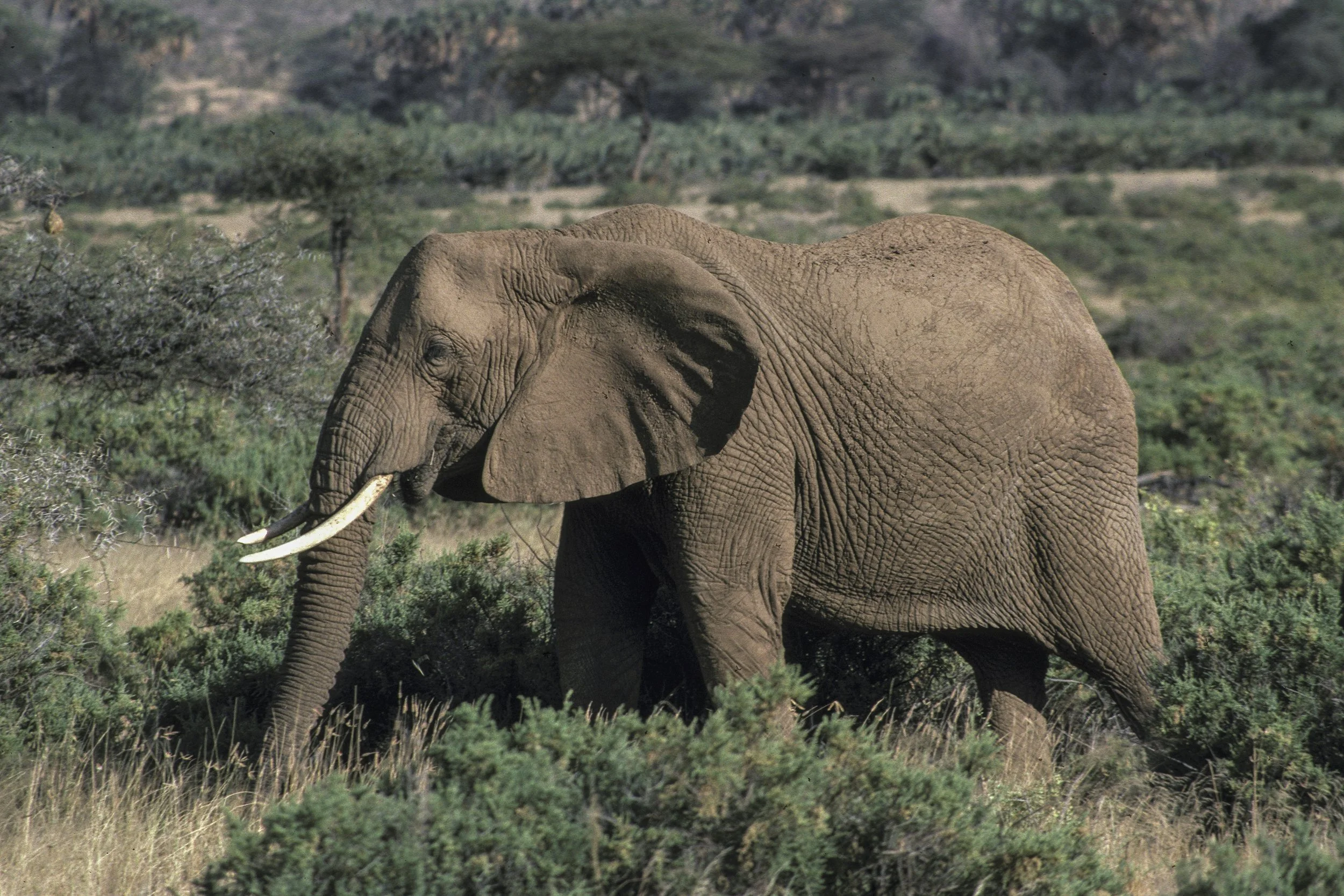 Elephant