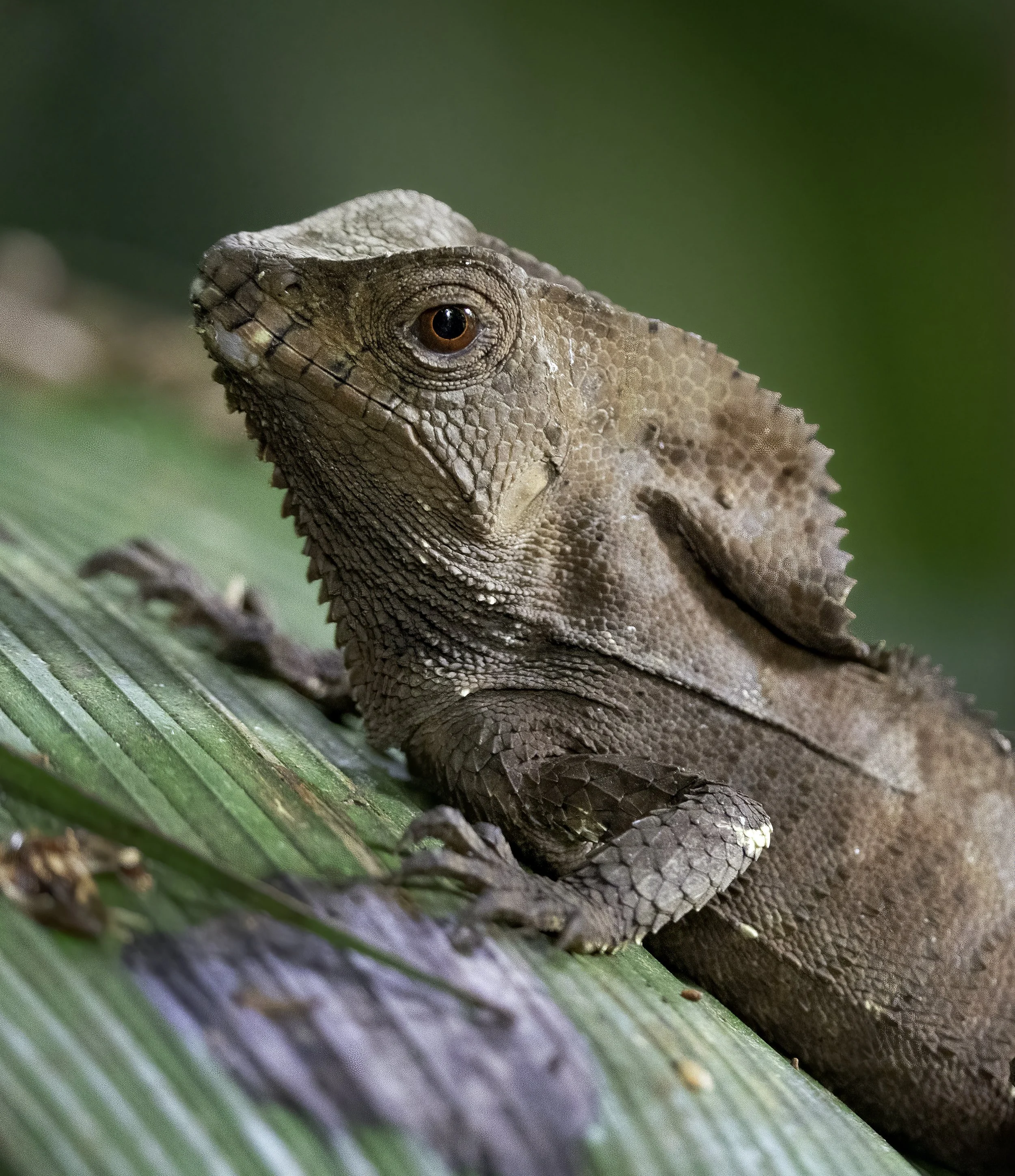 Basilisk, Costa Rica