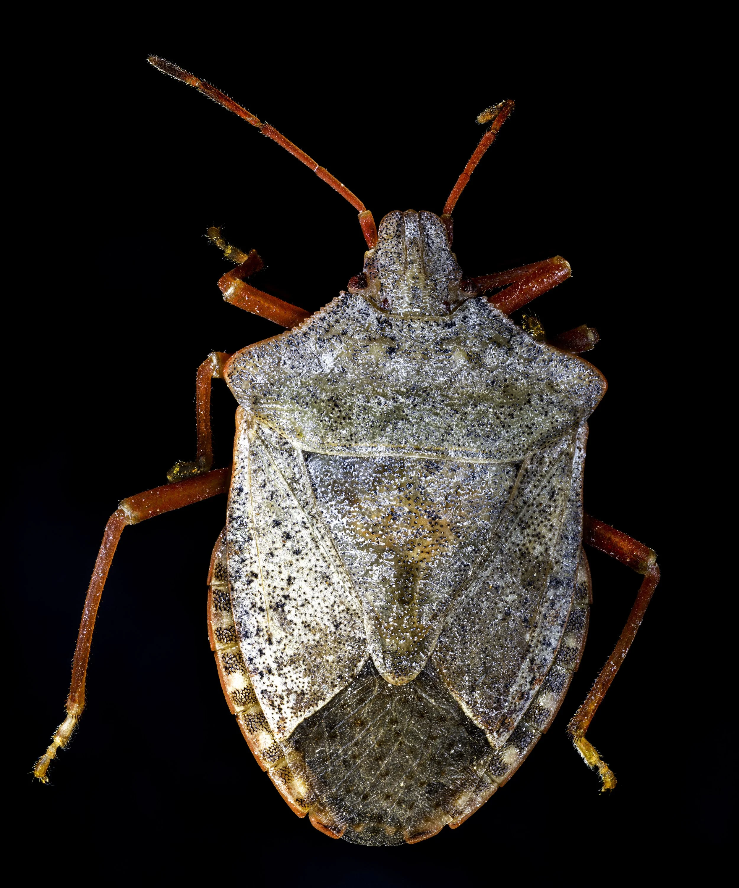 StinkBug.jpg
