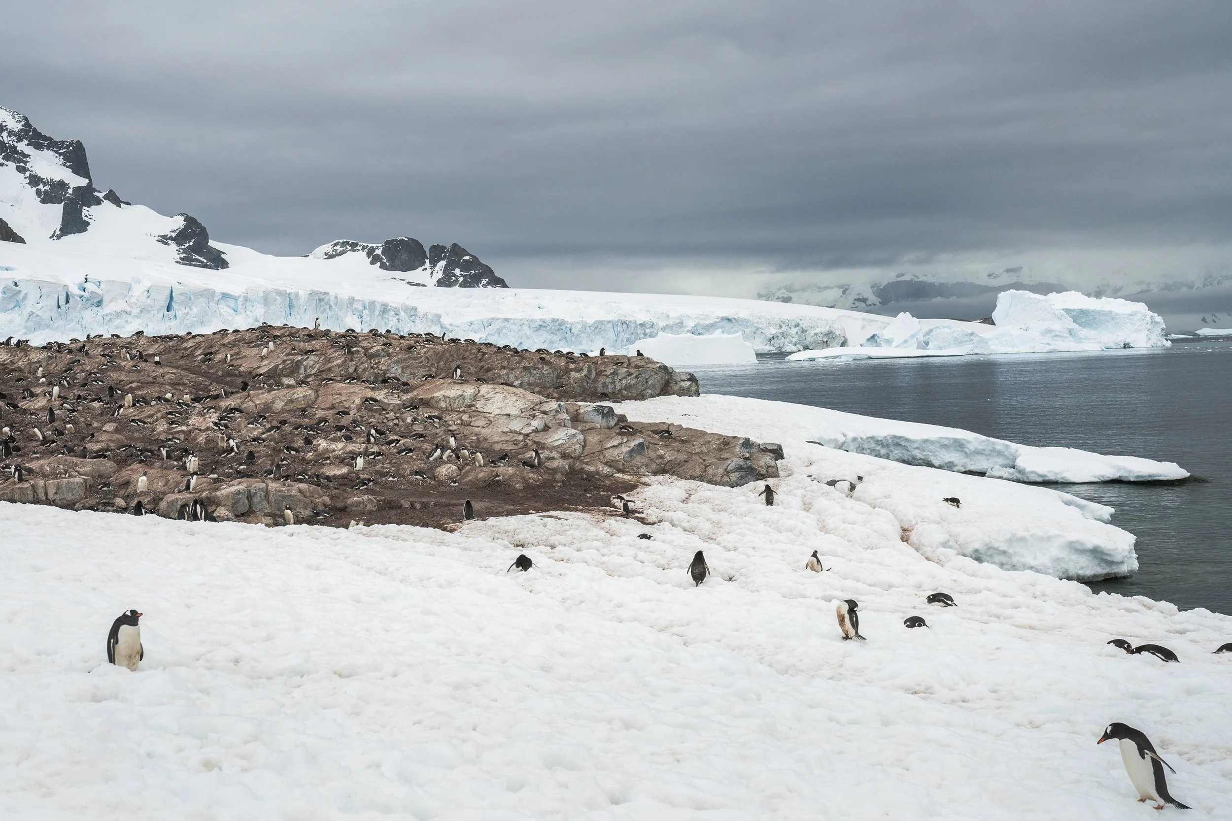 Gentoo Penguin