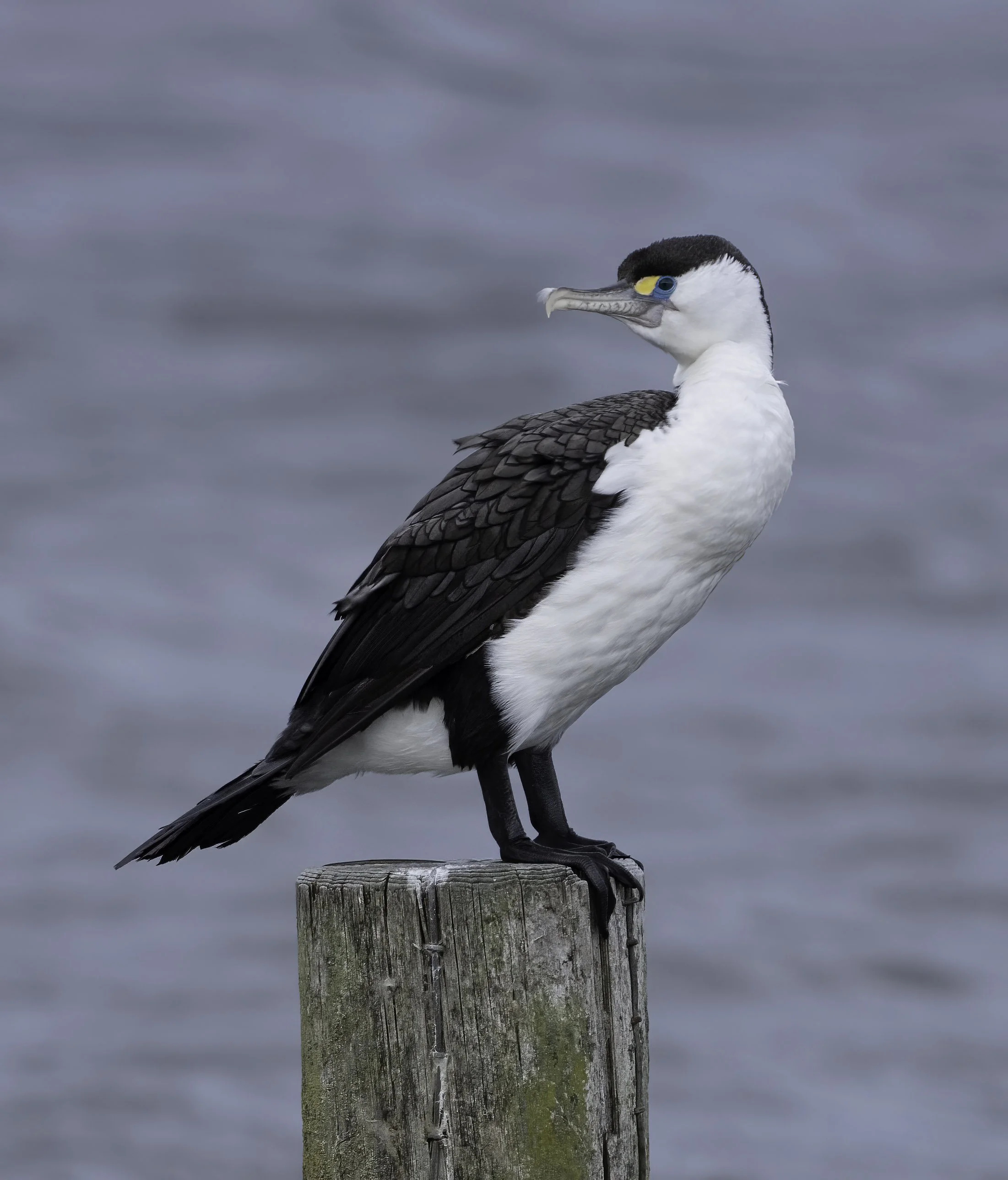 Pied Cormorant