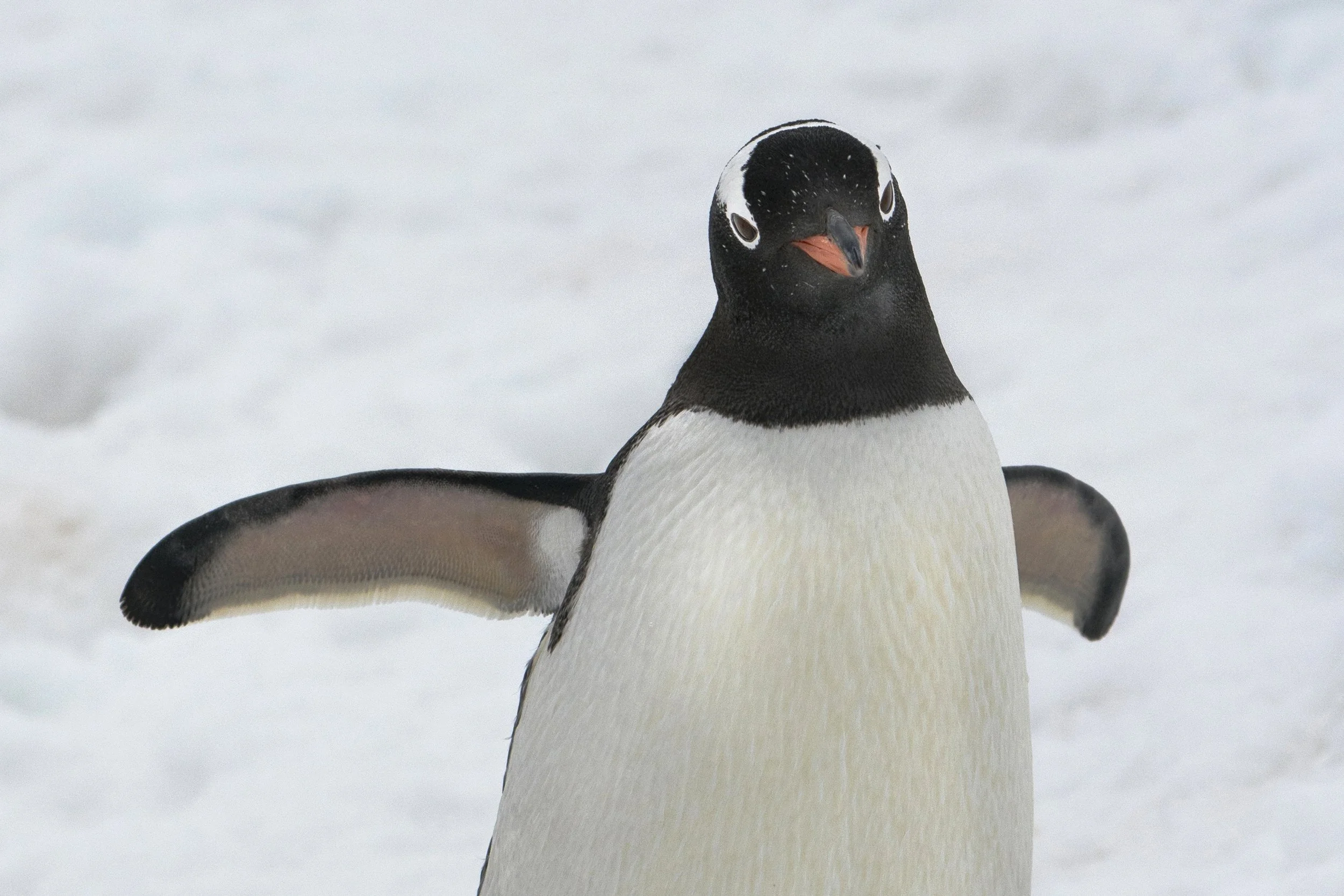Gentoo Penguin