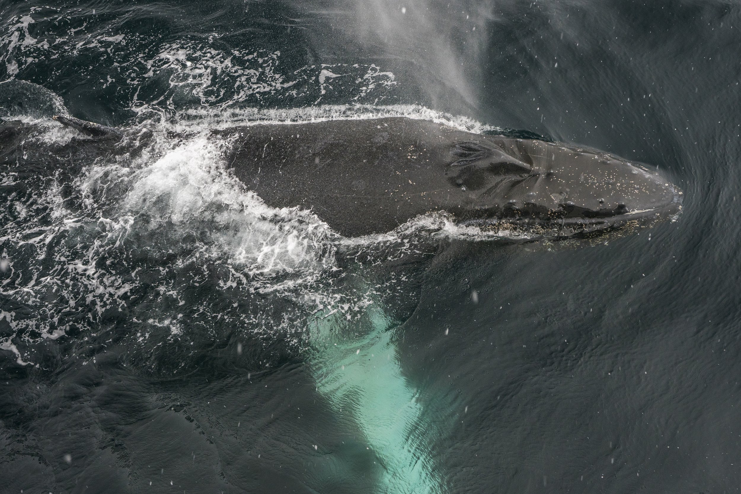 Humpback Whale, Antarctica
