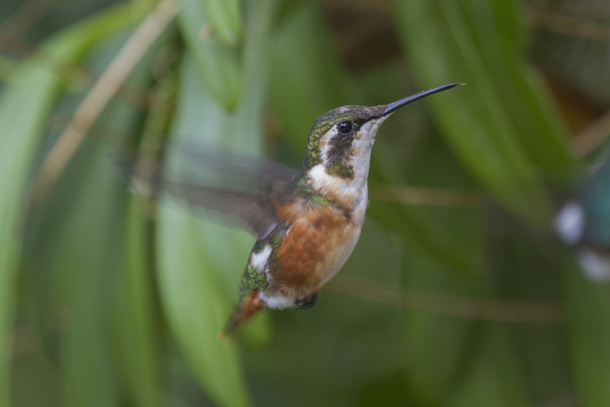 White Bellied Woodstar