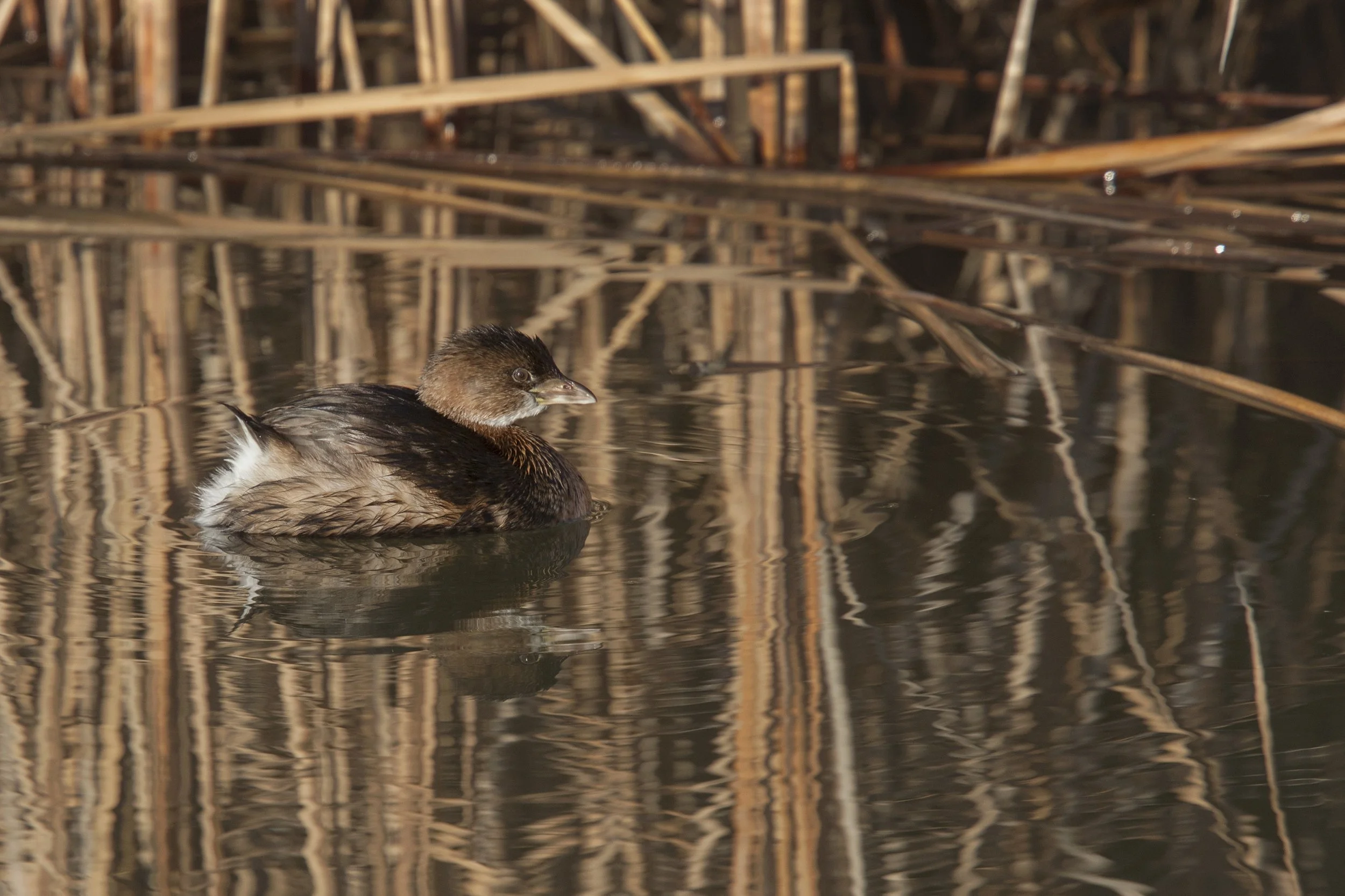  Pied Bill Grebe