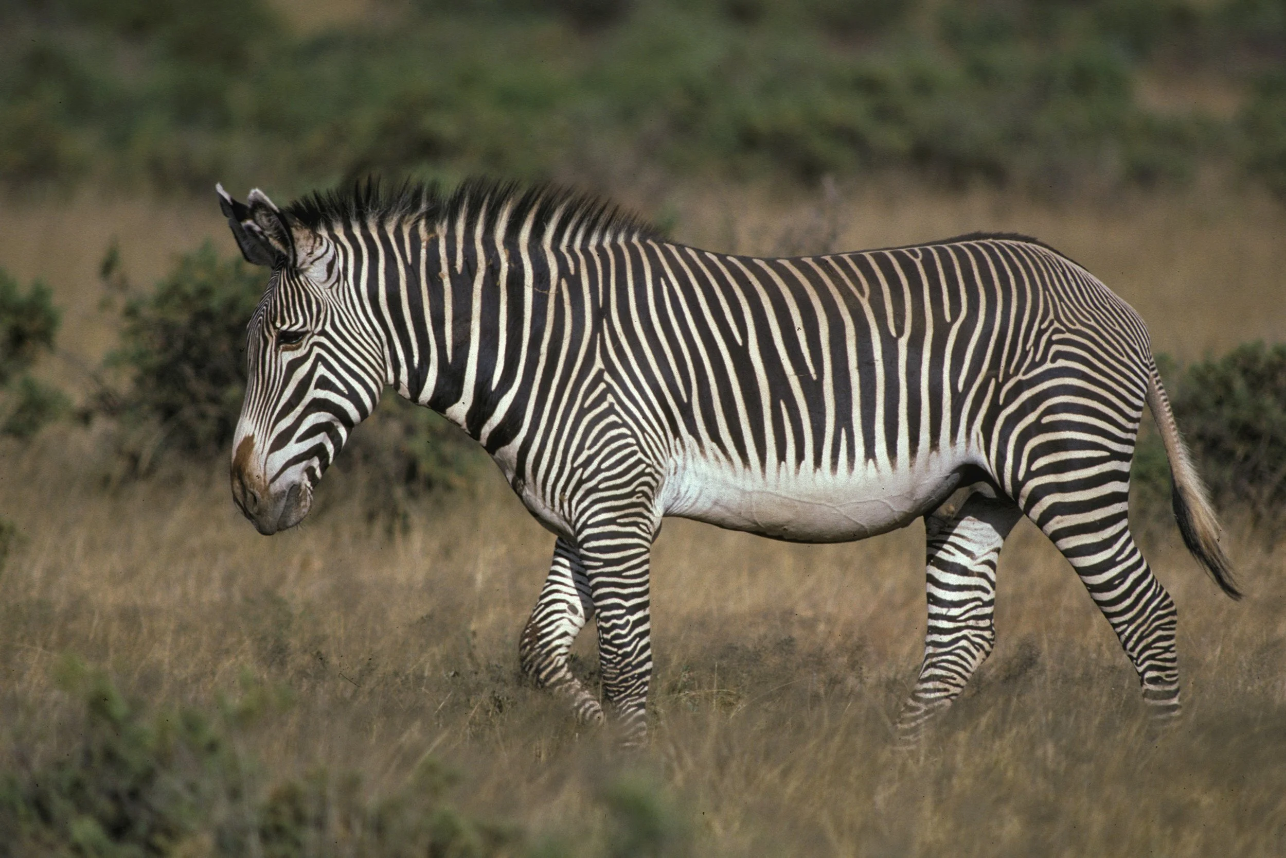 Grevy's Zebra, Kenya