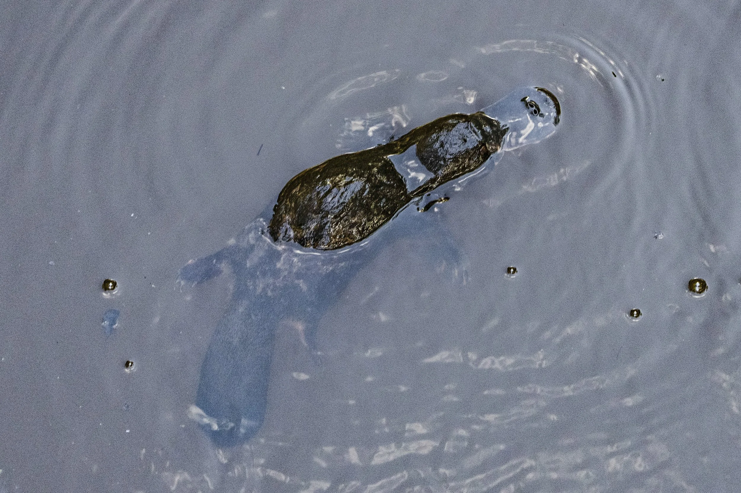 Platypus