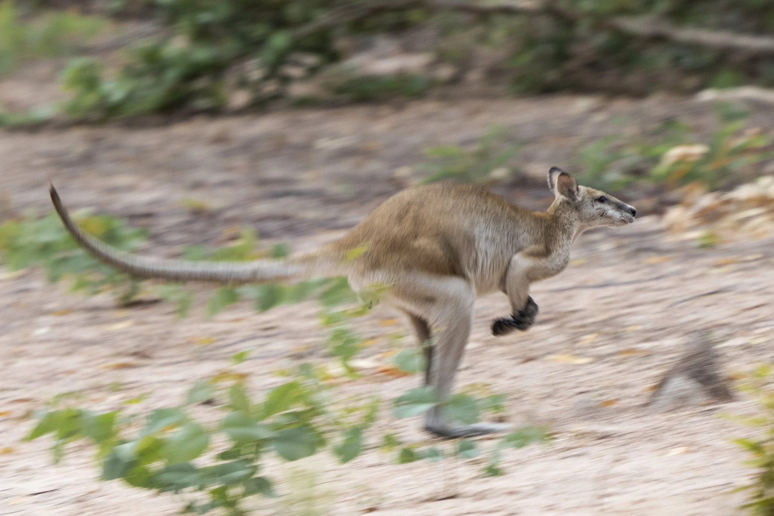 Agile Wallaby
