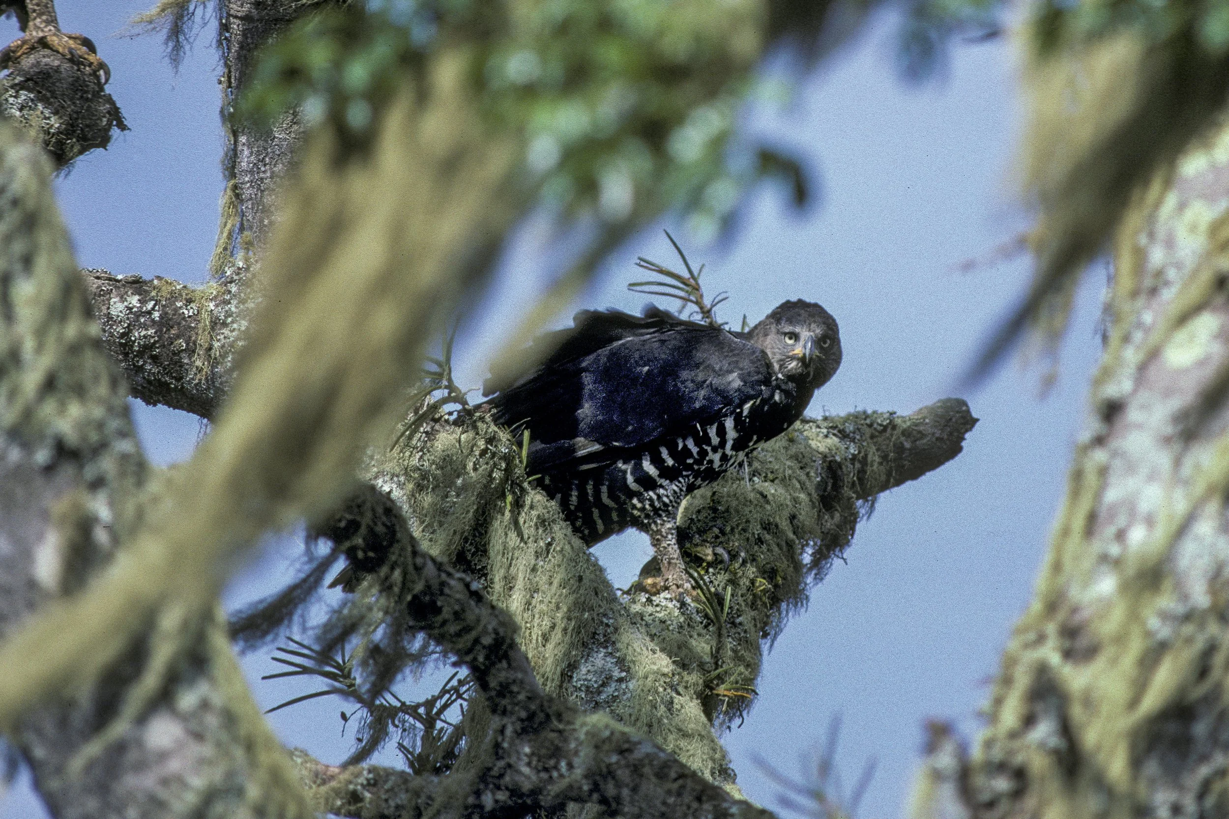 Crowned Eagle