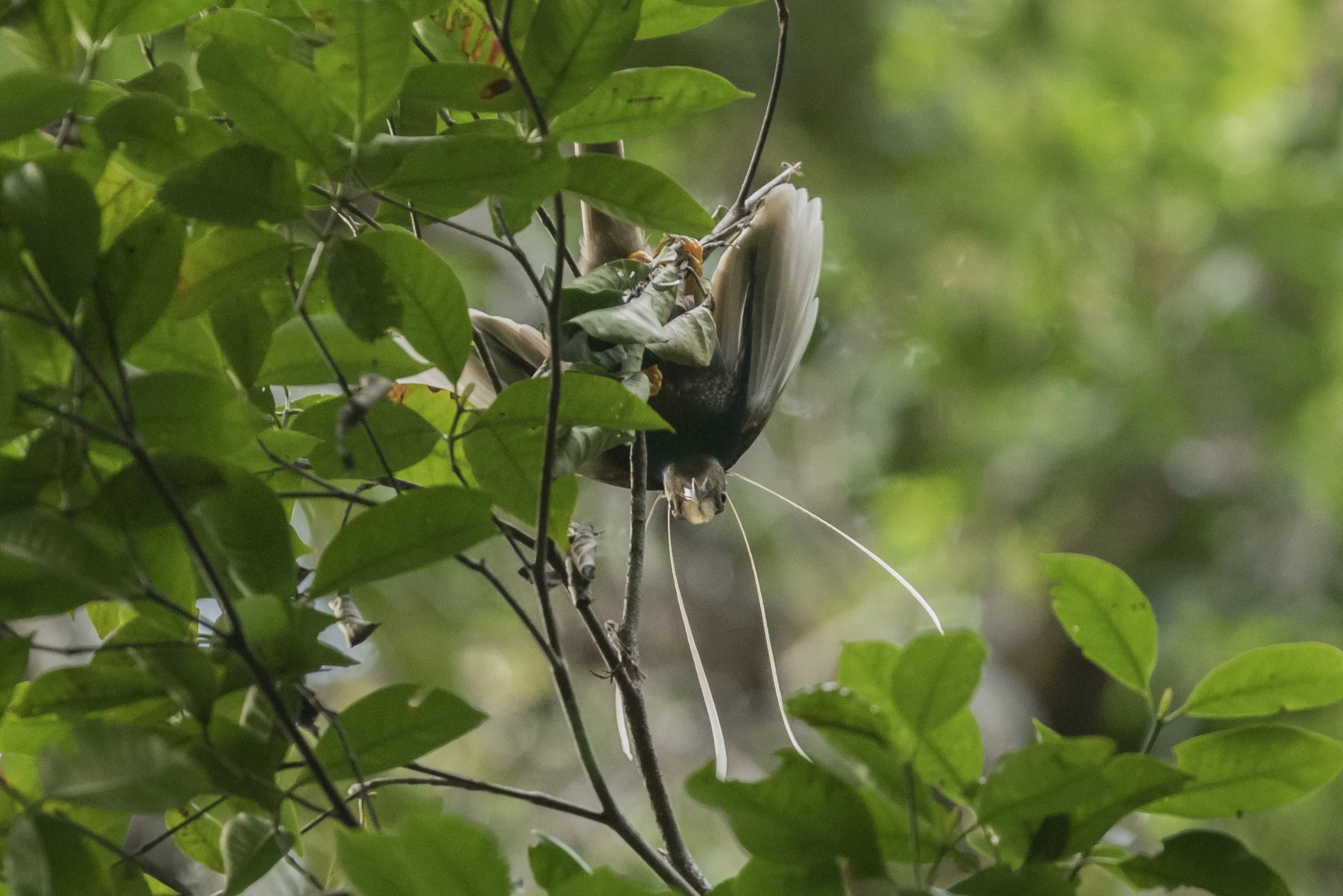 Wallace's Standardwing