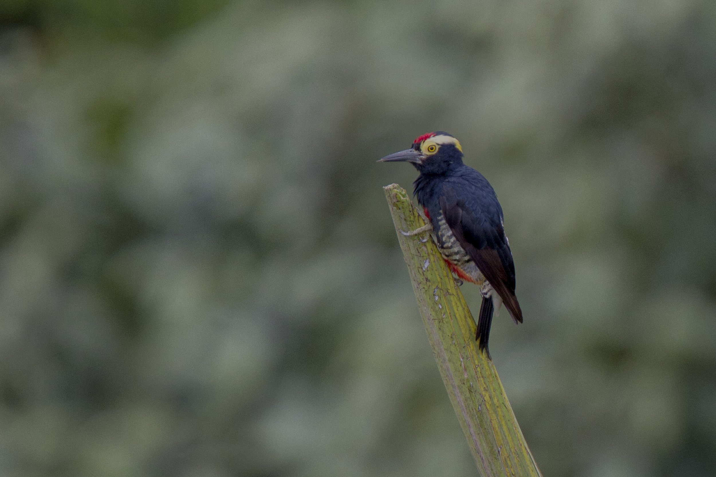 Yellow Tufted Woodpecker