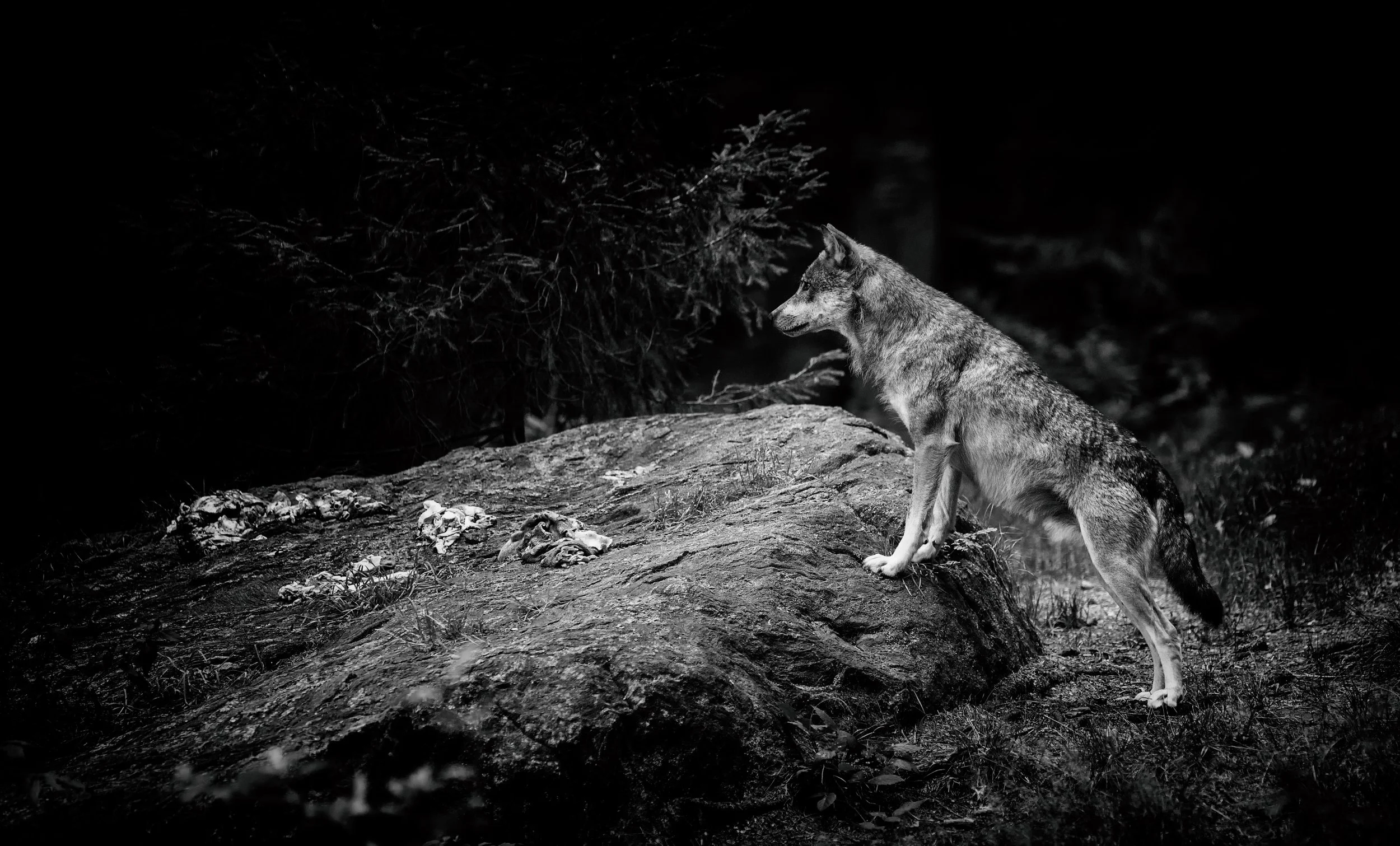 The Wolf at Two A.M.