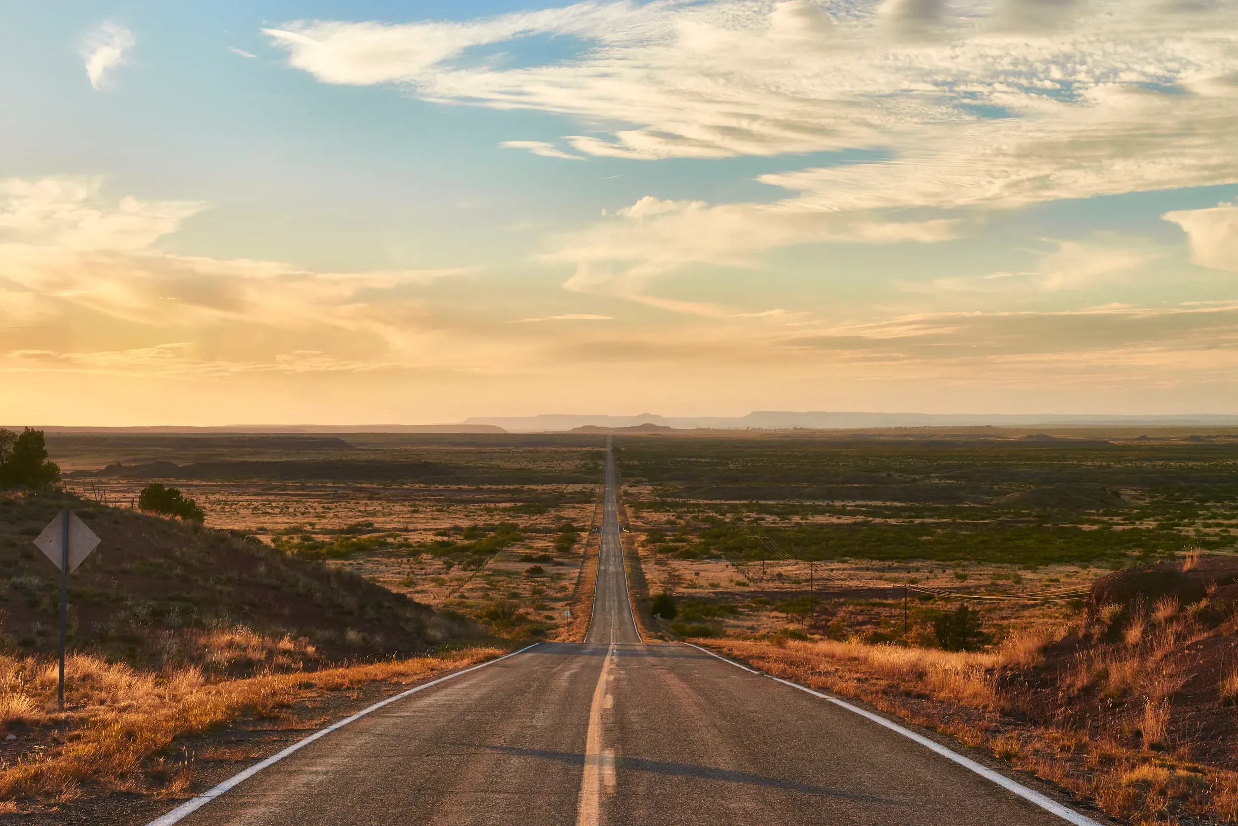 To The Animal Not Roadkill