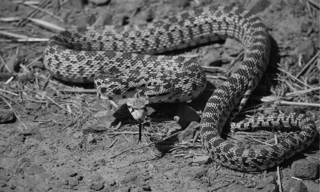 Saving a Bullsnake