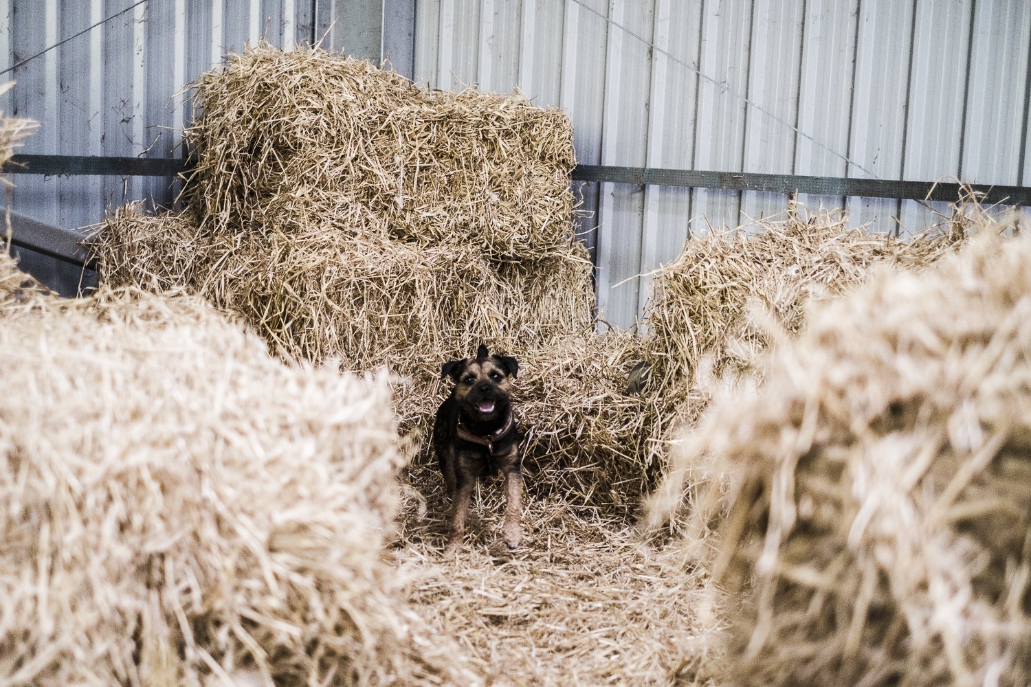 A dog standing among hay bales inside a farm or barn