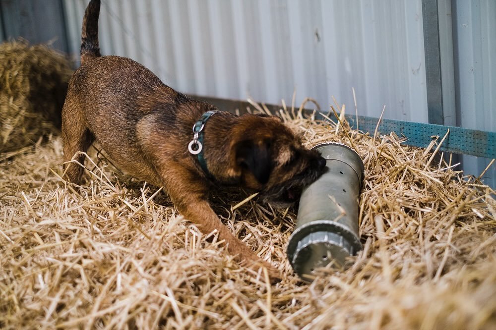 One of the best ways to reward our Terrier friends who come to Barn Hunt is to allow some interaction with that tube! After all the next job on their list after scenting for vermin was to dig it out! It also works as a great indication for us as hand