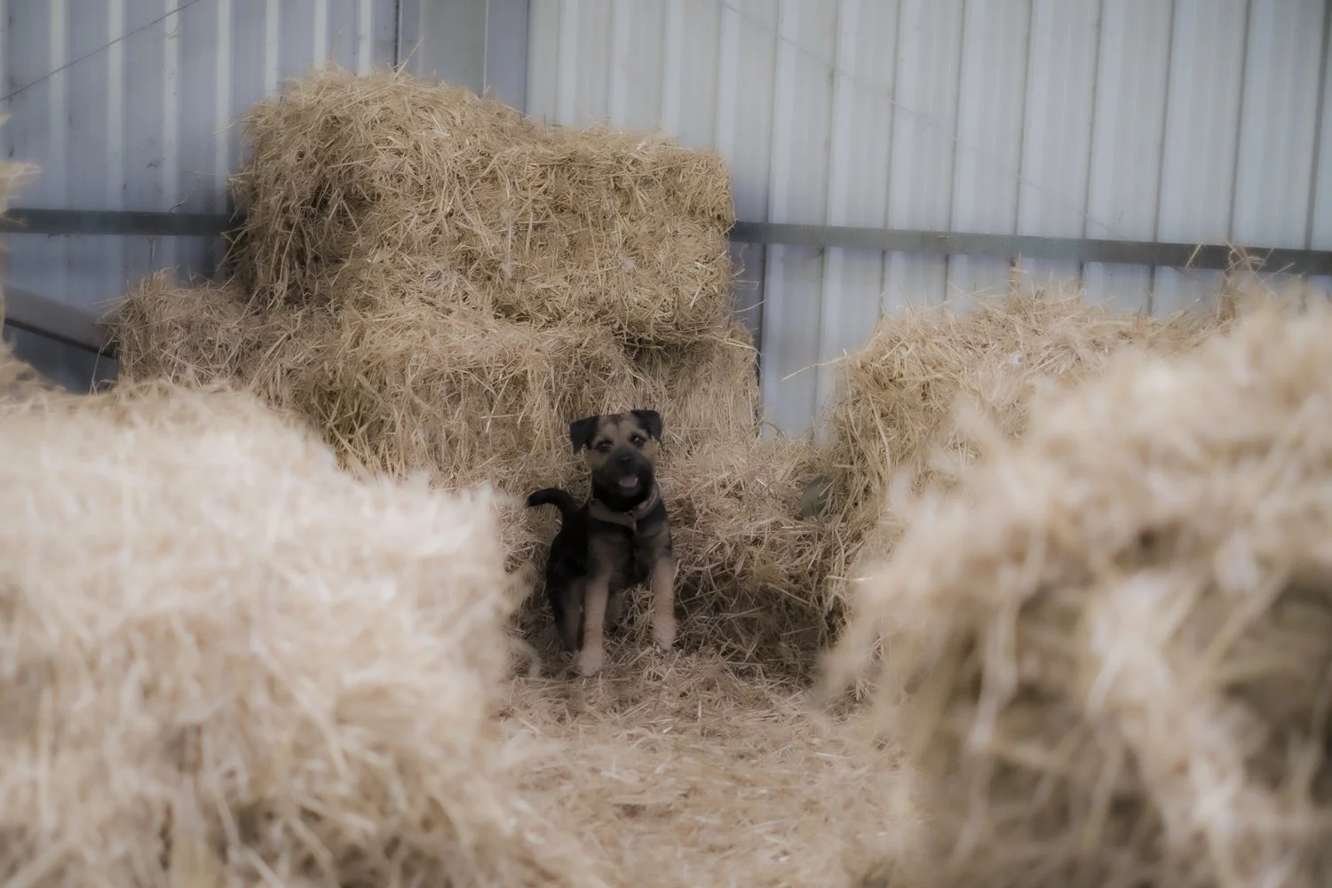 A small puppy standing among hay bales inside a barn or shed.
