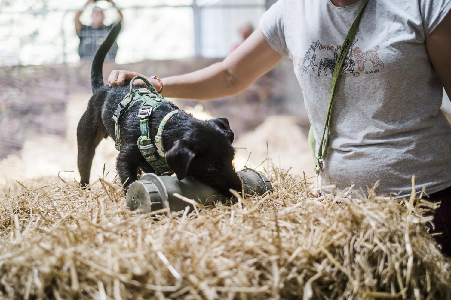 A person and a black puppy with a harness playing with a toy on a bed of hay in a barn or stable.