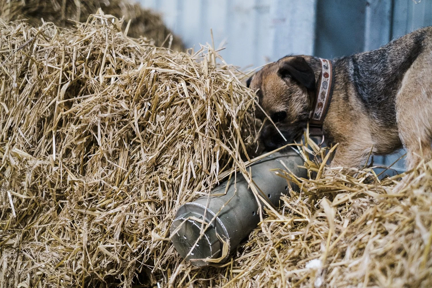 A dog sniffing and exploring a bundle of hay near a gray plastic tube.