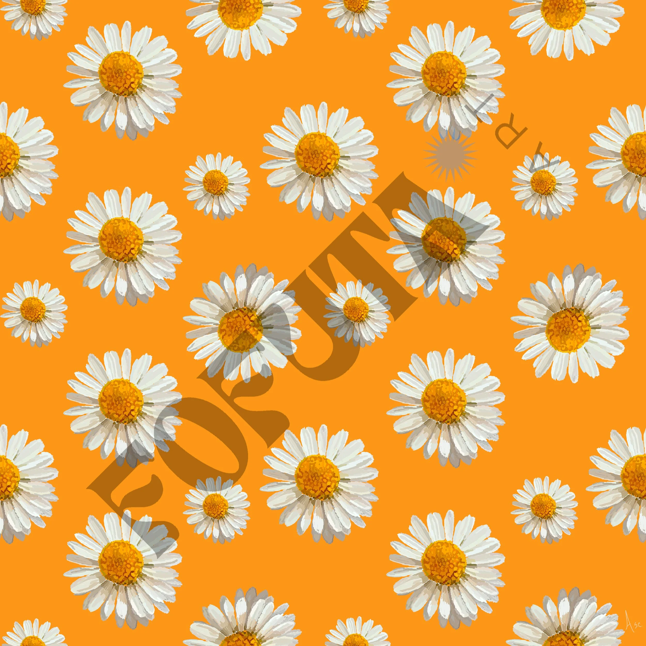 sunset_daisydelight_water mark.jpg