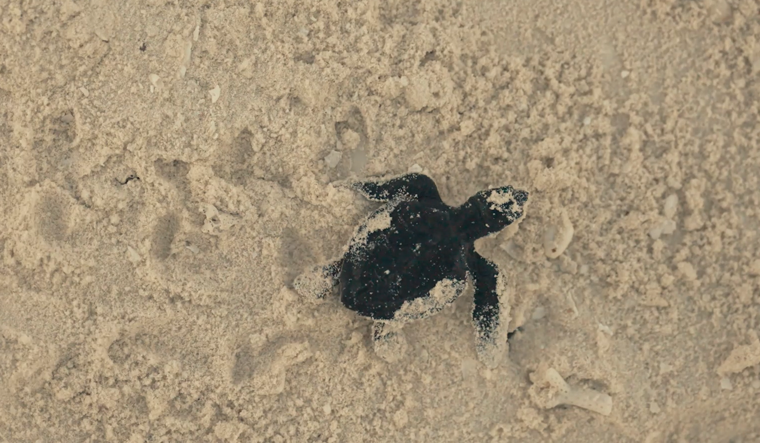 Video: The Tale of the Baby Turtle —            or the story of bold ideas in the Maldives
