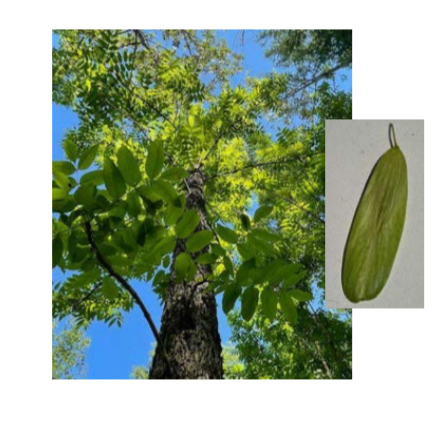 Corky Crew: Ash Seed Survey