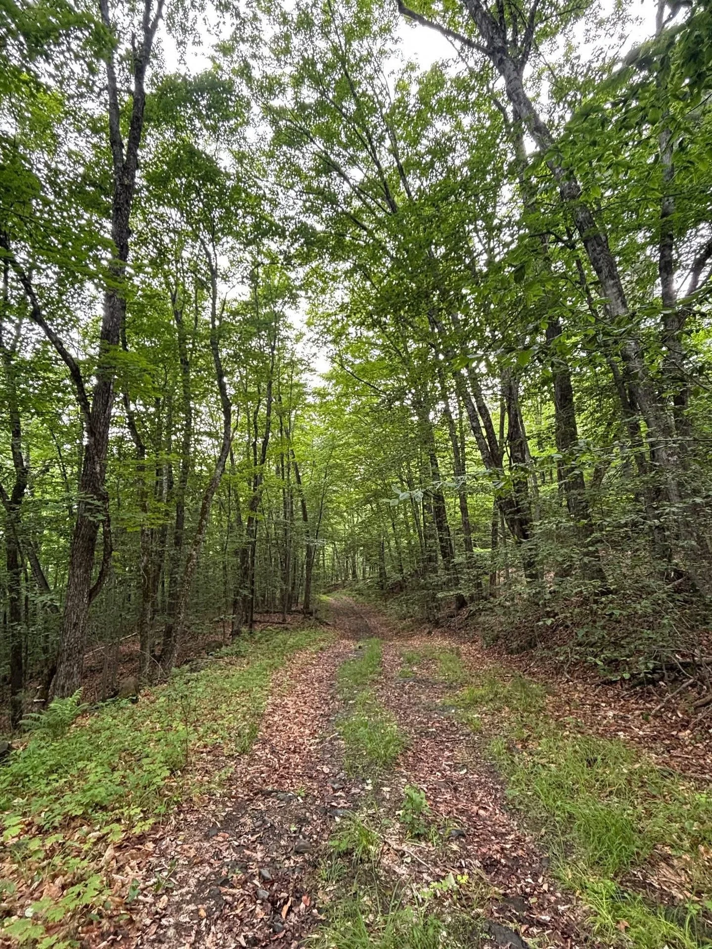 TONIGHT! Join Andy Whitman from the Maine Forest Service to talk about options for forest carbon offsets for Maine landowners.  The presentation will be held at the Margaret Chase Smith Library at 56 Norridgewock Avenue, Skowhegan, Maine 04976.  Dire